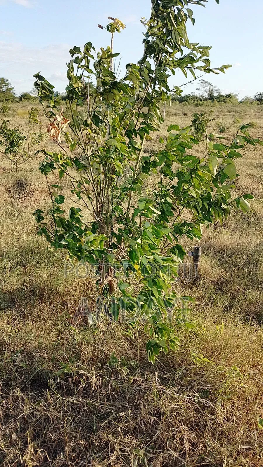 10 Acres Farmland in Malindi Along River Galana for Sale in Kakuyuni