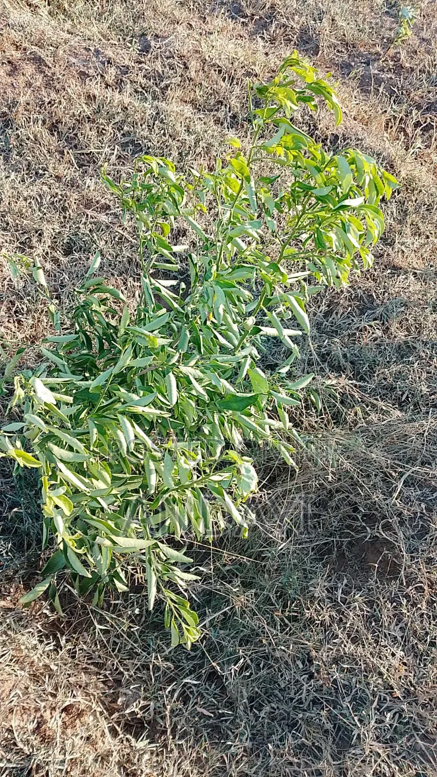 10 Acres Farmland in Malindi Along River Galana for Sale in Kakuyuni