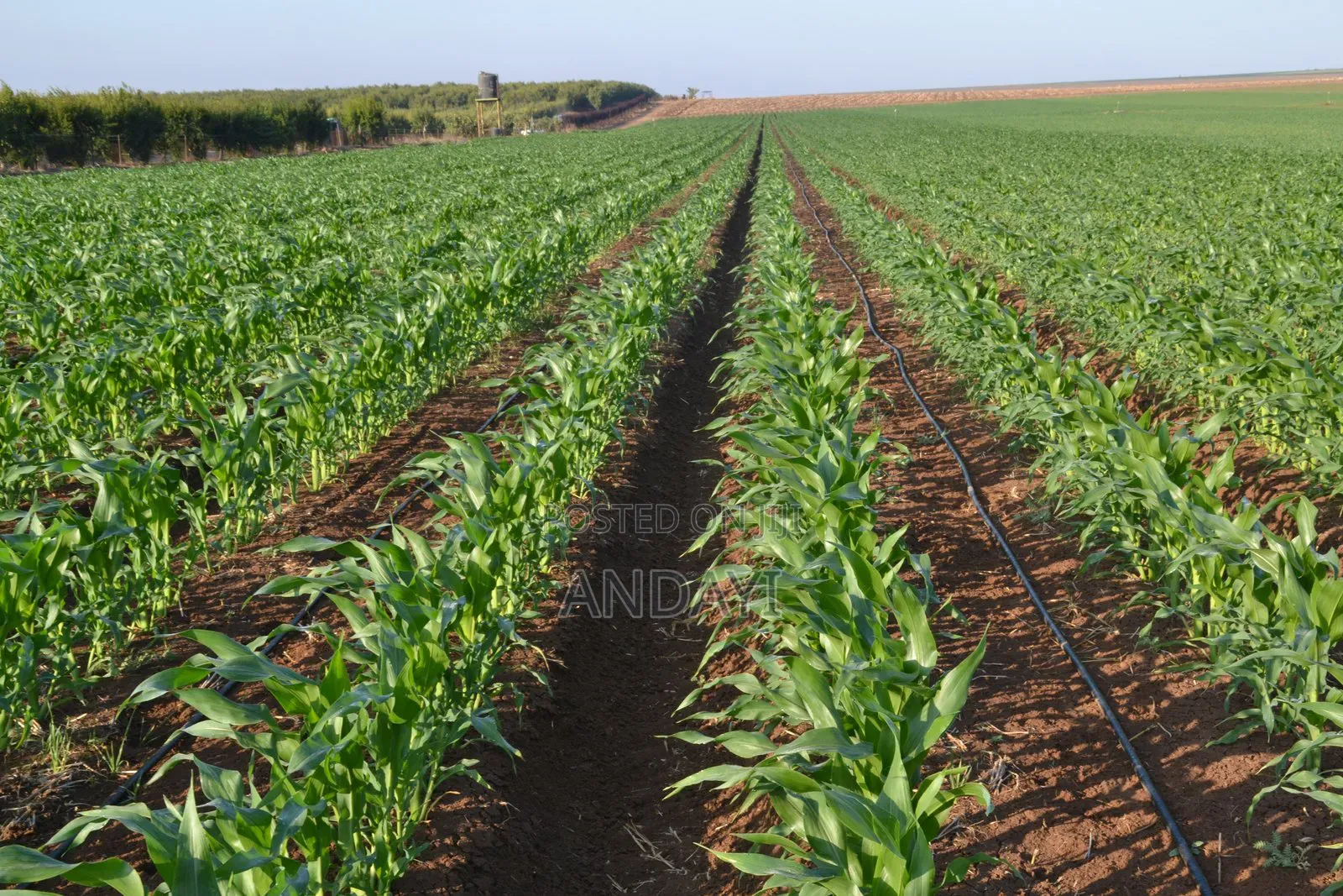 10 Acres Farmland in Malindi Along River Galana for Sale in Kakuyuni