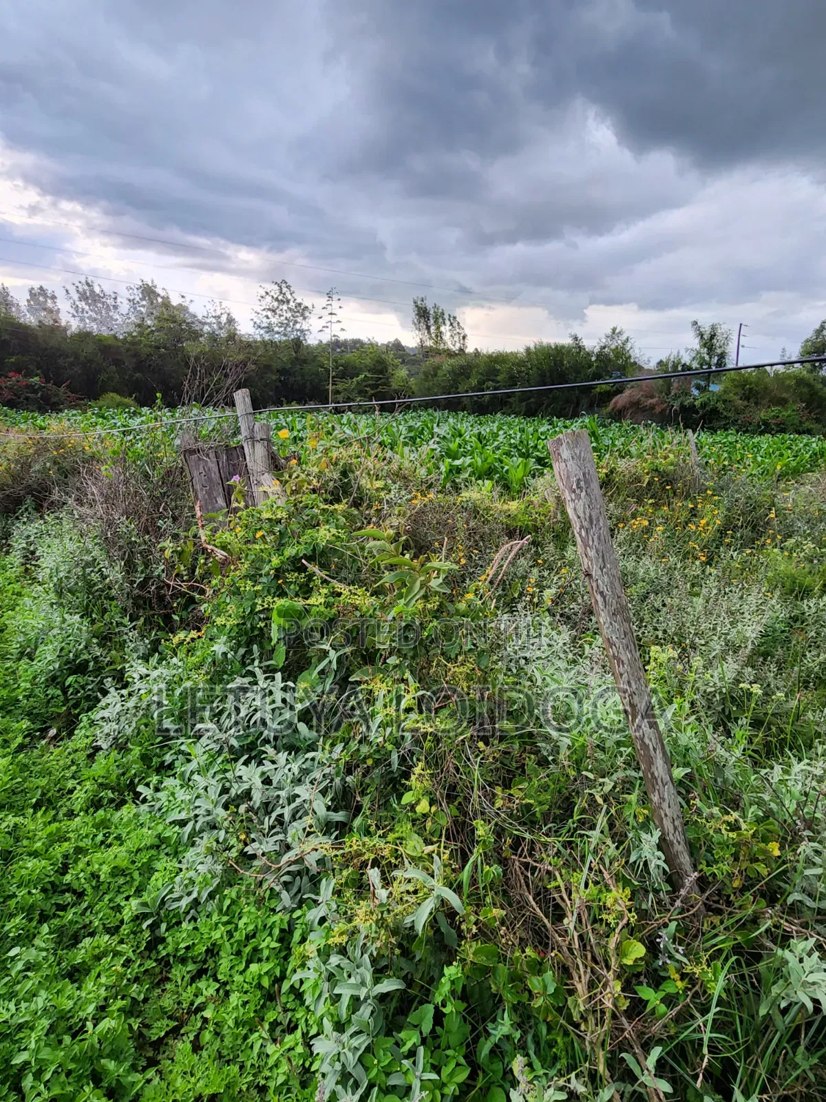 Prime 1⁄4 Acre Plots Ngong-Kibiko in Kibiku