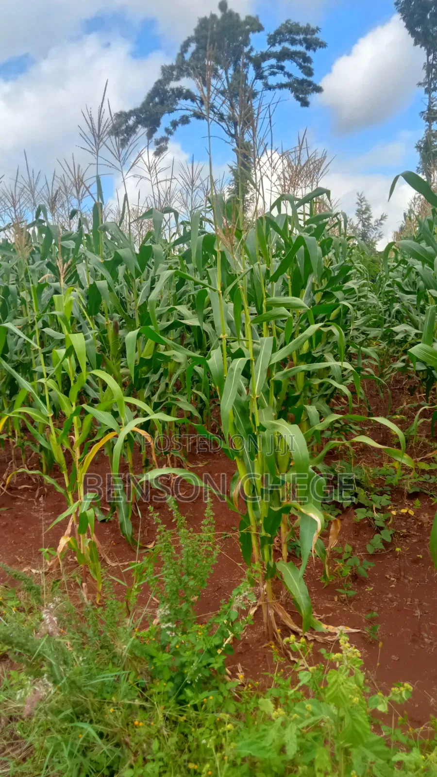 1.5acre Land for Sale in Kambirwa Loc20 in Mbiri