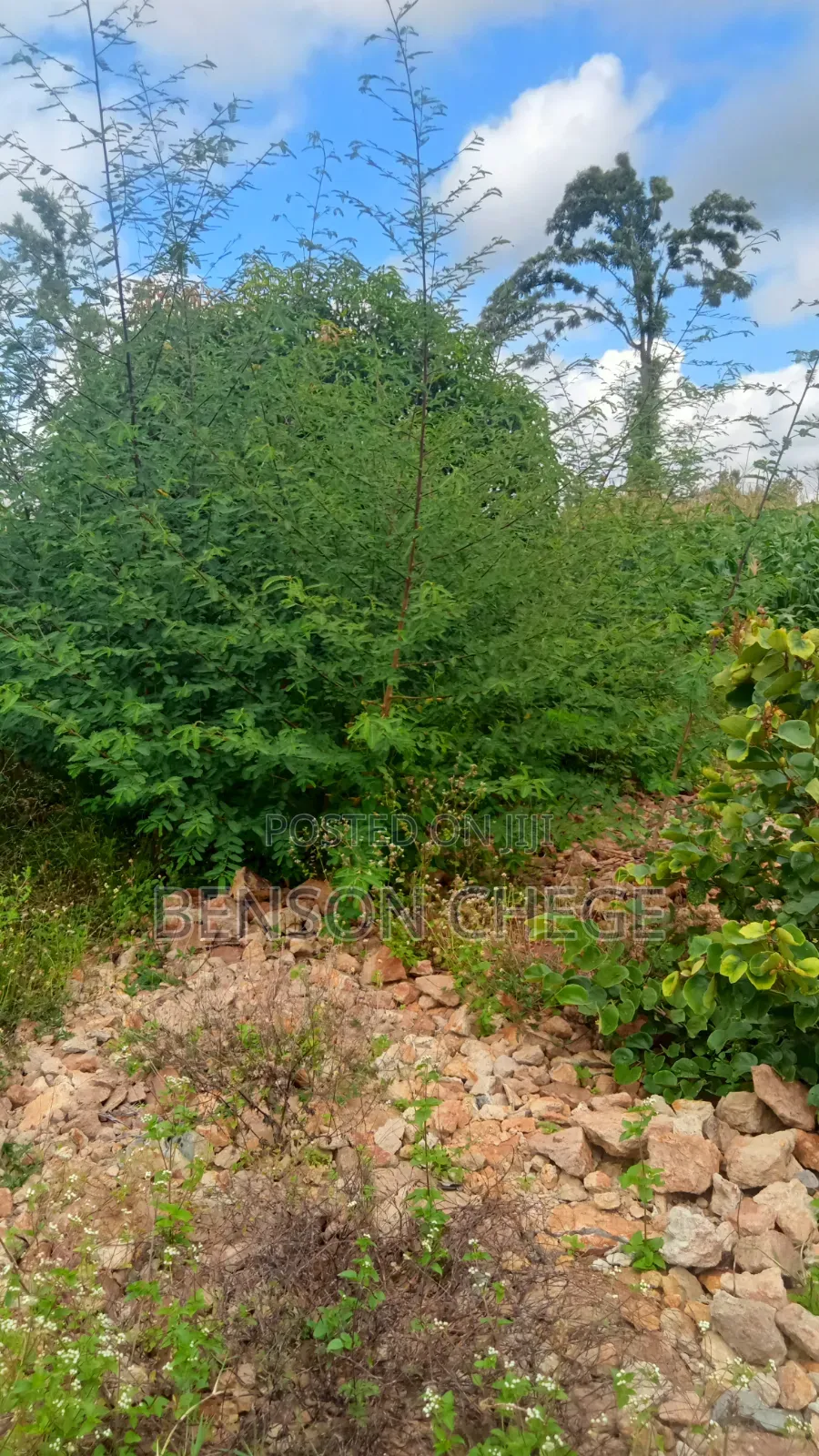 1.5acre Land for Sale in Kambirwa Loc20 in Mbiri