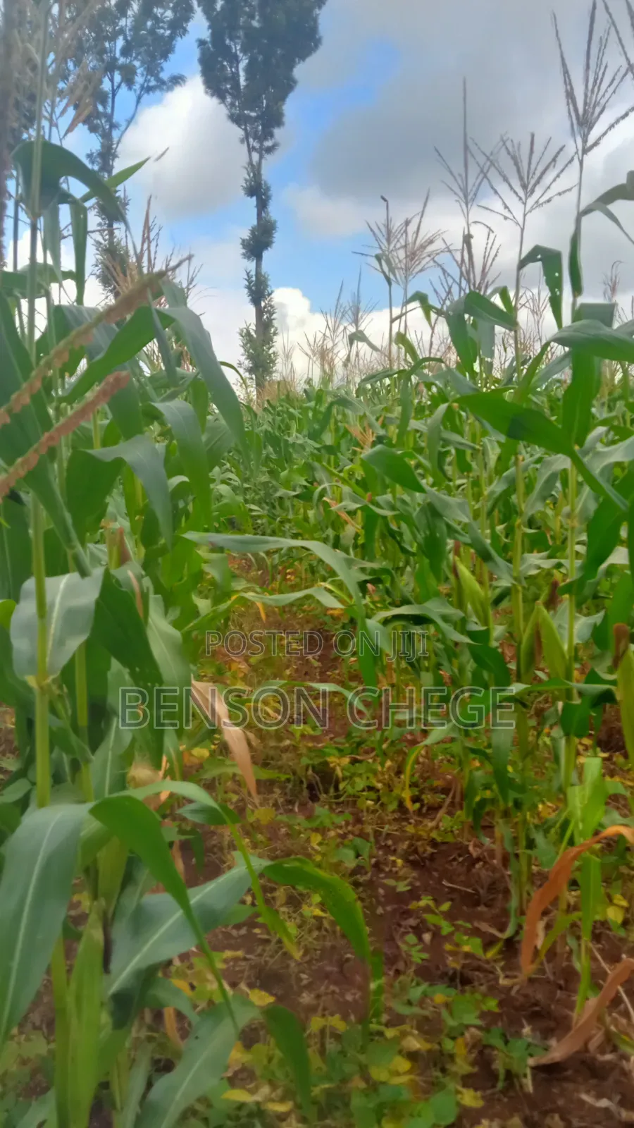 1.5acre Land for Sale in Kambirwa Loc20 in Mbiri
