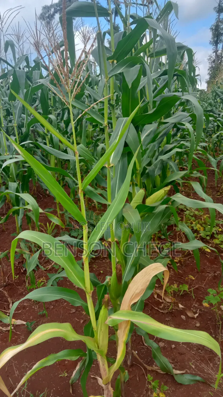 1.5acre Land for Sale in Kambirwa Loc20 in Mbiri