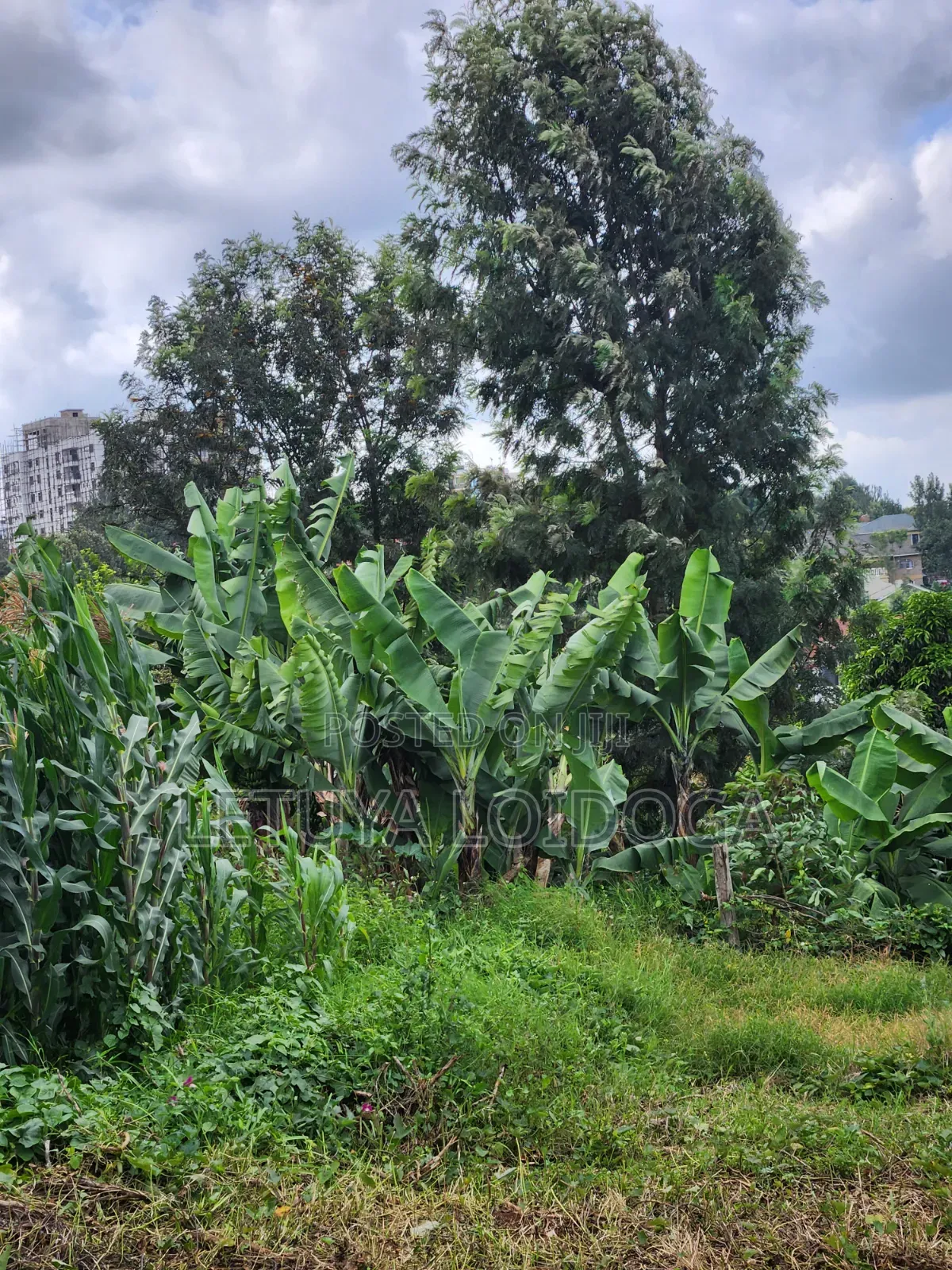 (6) 1⁄4 Acre Plots Ngong-Zambia in Ngong CBD
