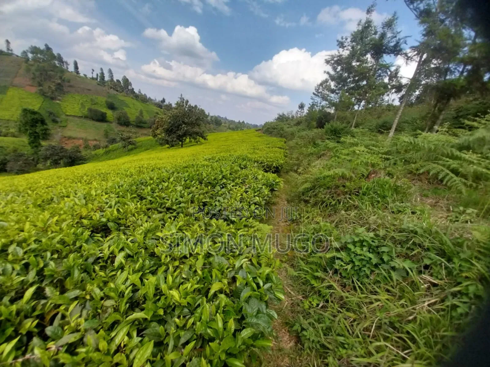 7.5 Acres Tea Farm, Gatundu South Gaitete With Mature Tea Bushes in Ndarugu