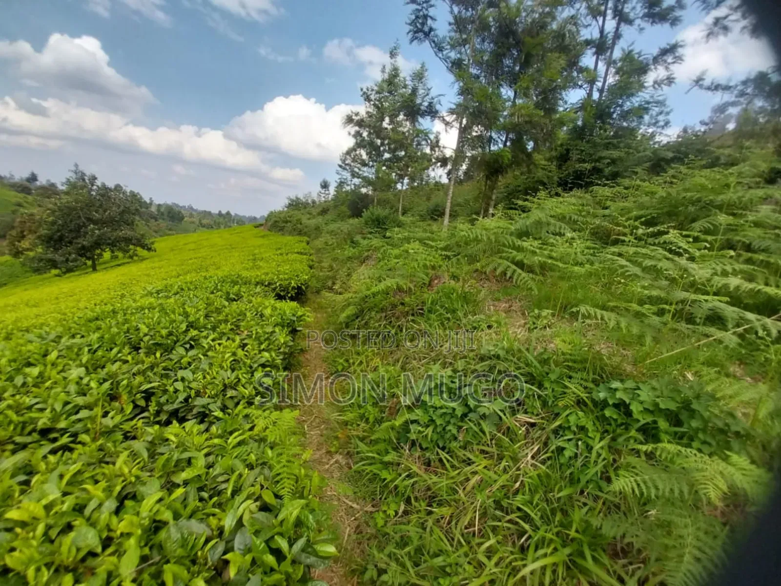 7.5 Acres Tea Farm, Gatundu South Gaitete With Mature Tea Bushes in Ndarugu