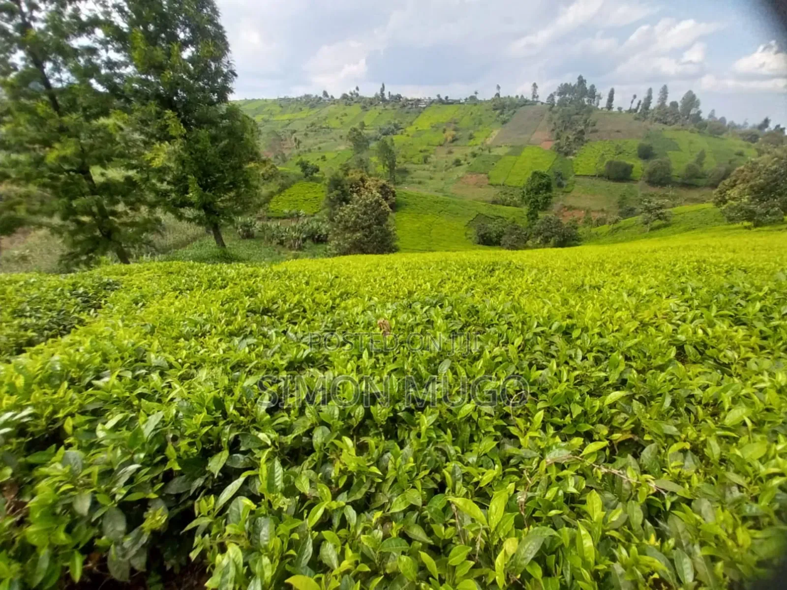 7.5 Acres Tea Farm, Gatundu South Gaitete With Mature Tea Bushes in Ndarugu