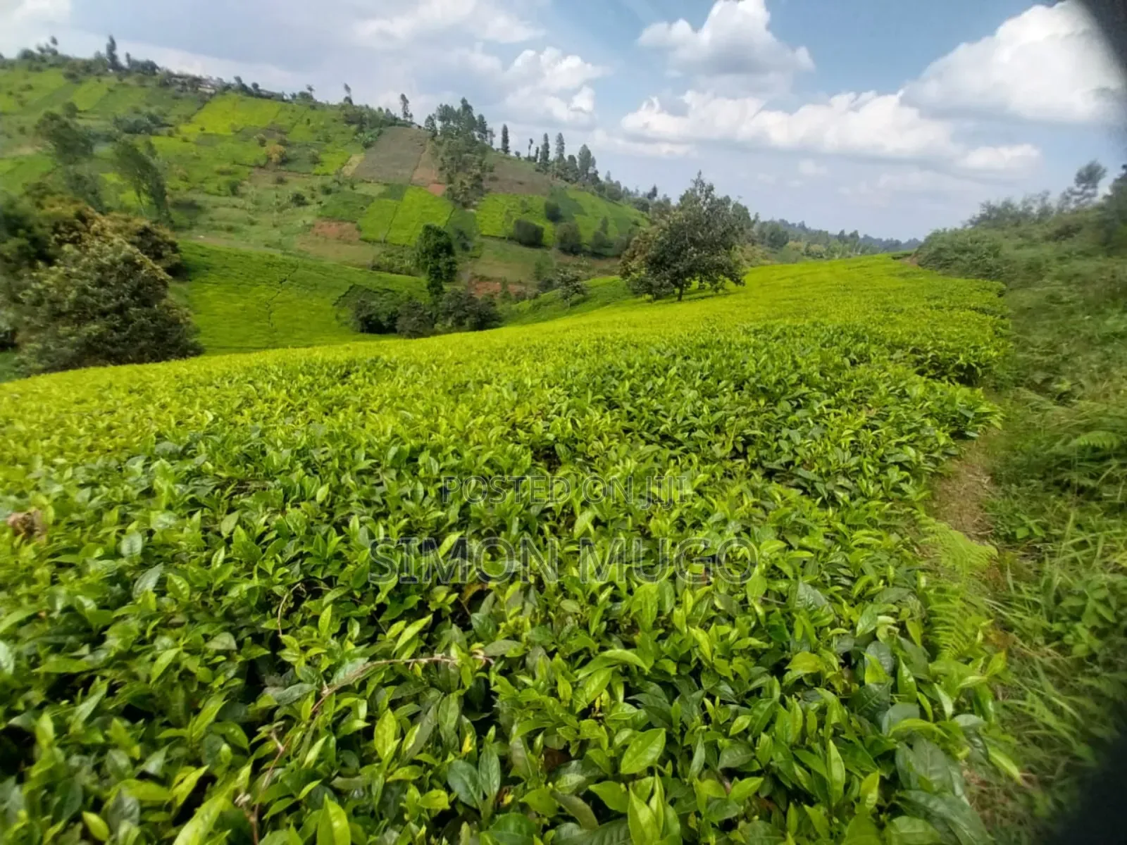 7.5 Acres Tea Farm, Gatundu South Gaitete With Mature Tea Bushes in Ndarugu