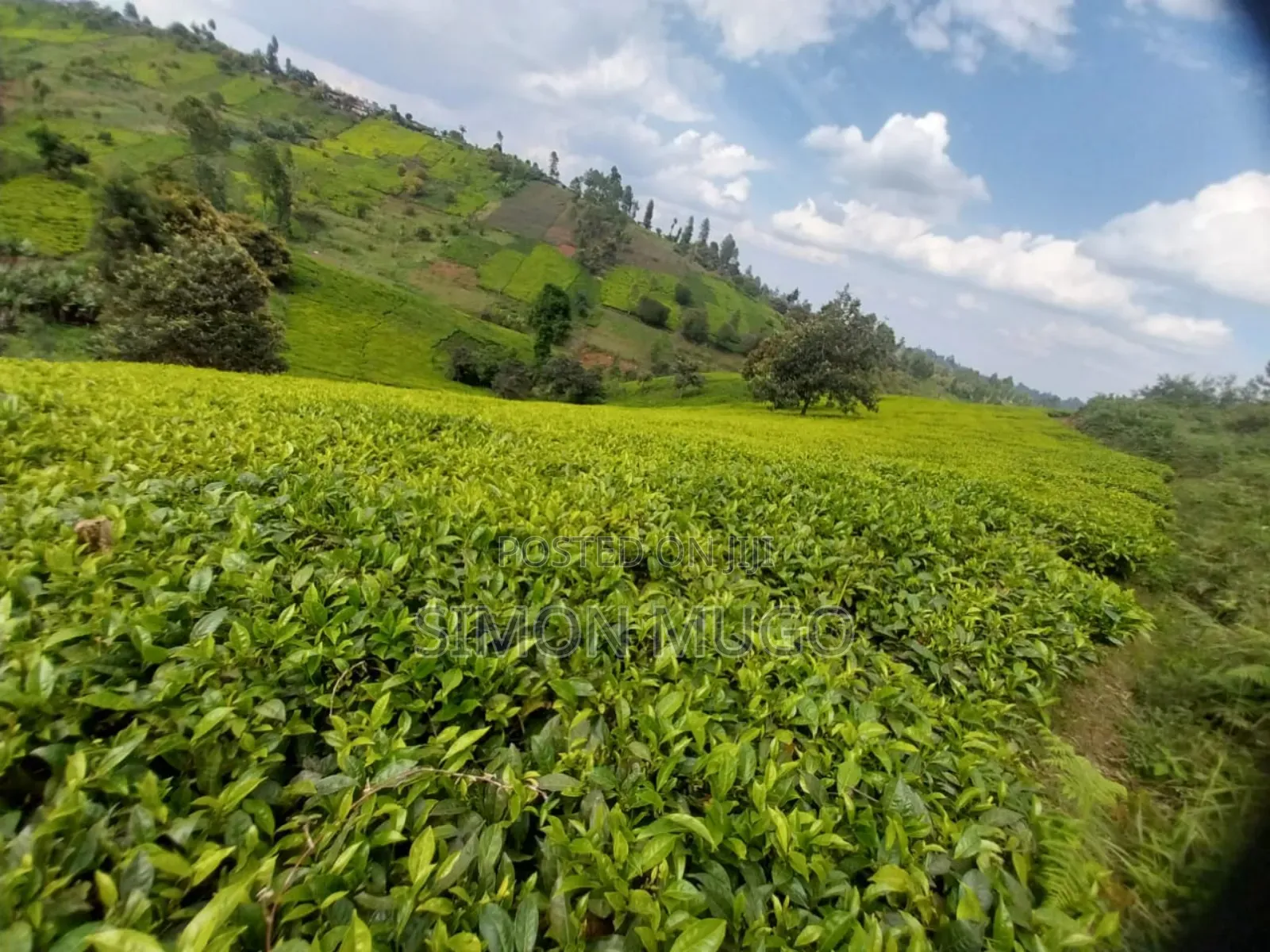7.5 Acres Tea Farm, Gatundu South Gaitete With Mature Tea Bushes in Ndarugu