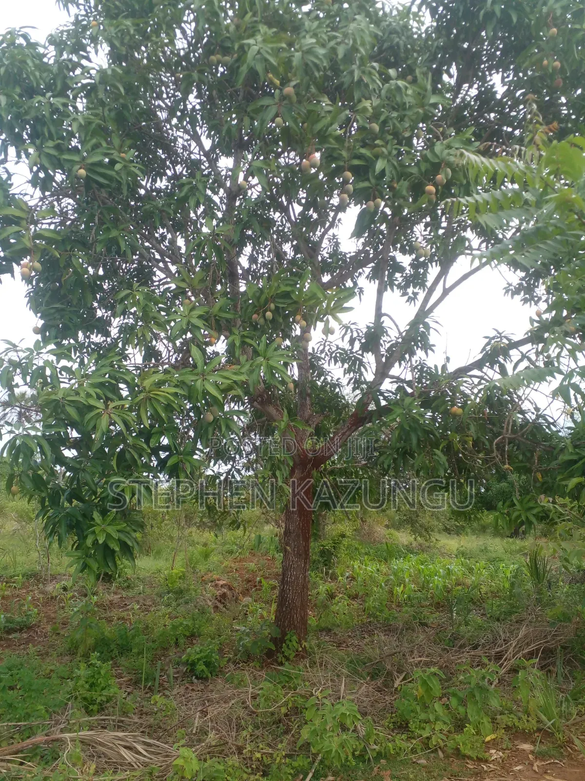 5 Acres Land 700 Metres From Beach in Ukunda