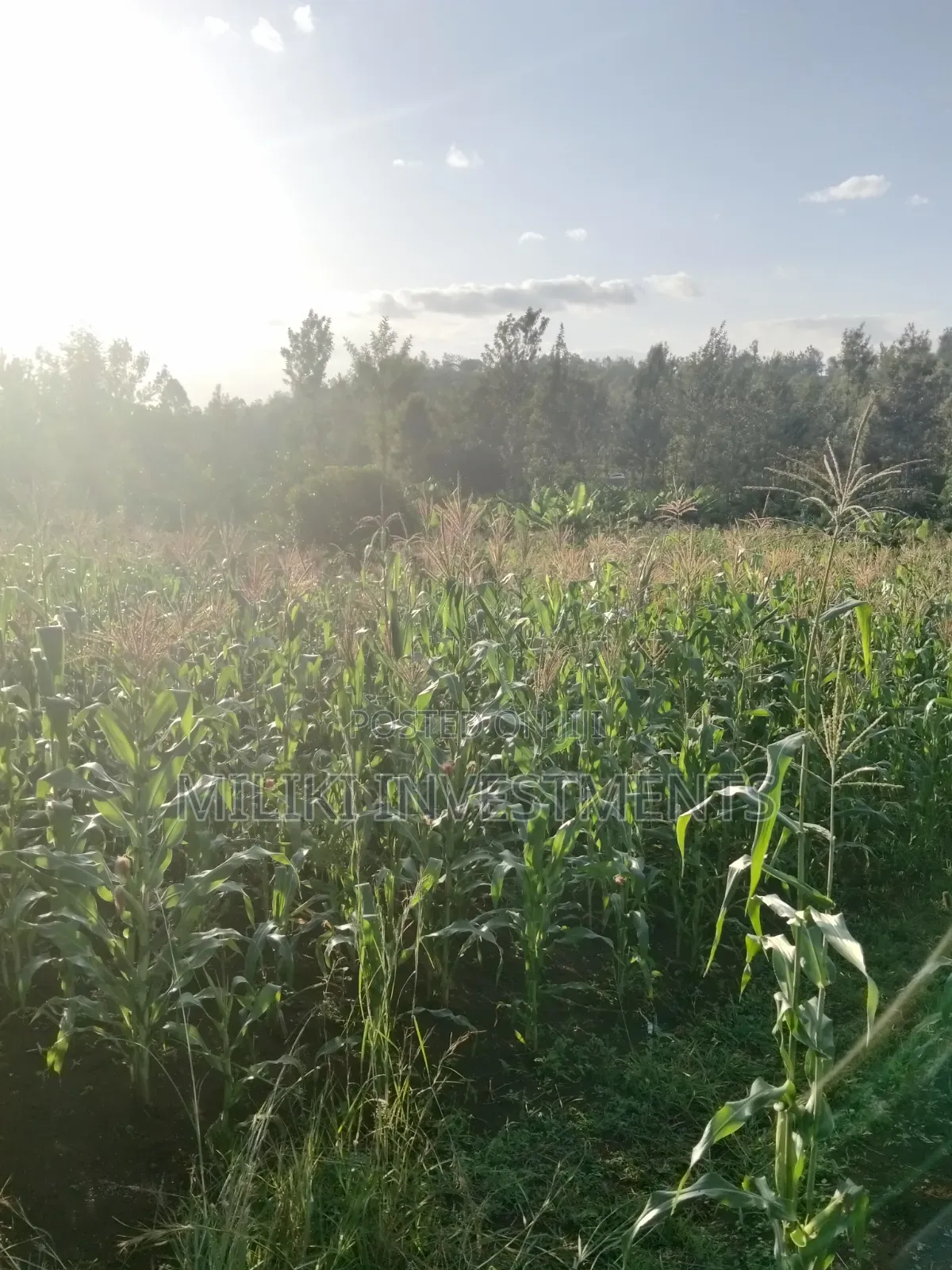 1.6 Acres on Sale at Sabasaba -Kenol in Kamahuha