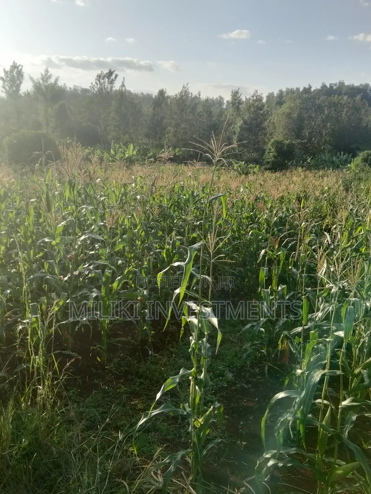 1.6 Acres on Sale at Sabasaba -Kenol in Kamahuha