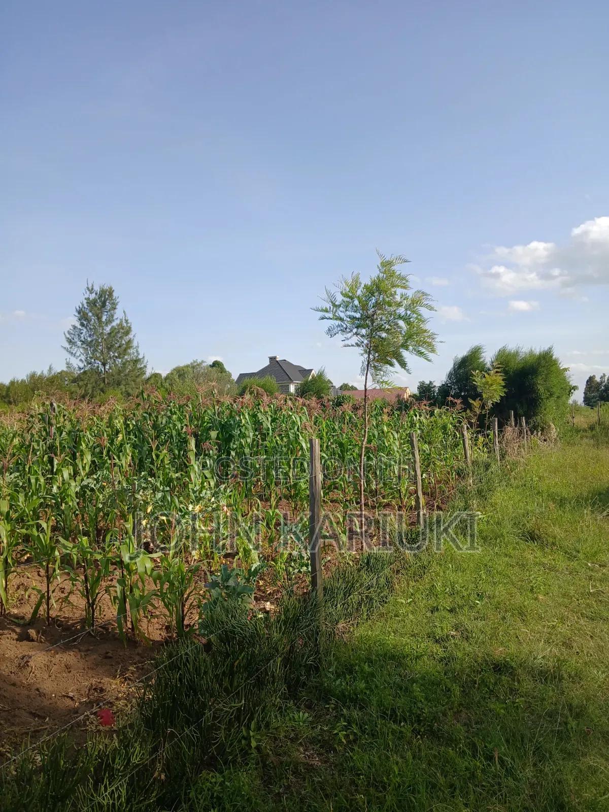 50x100 Plots in Naivasha Karai Opposite Keroche Entrance One Kilometre in Naivasha East