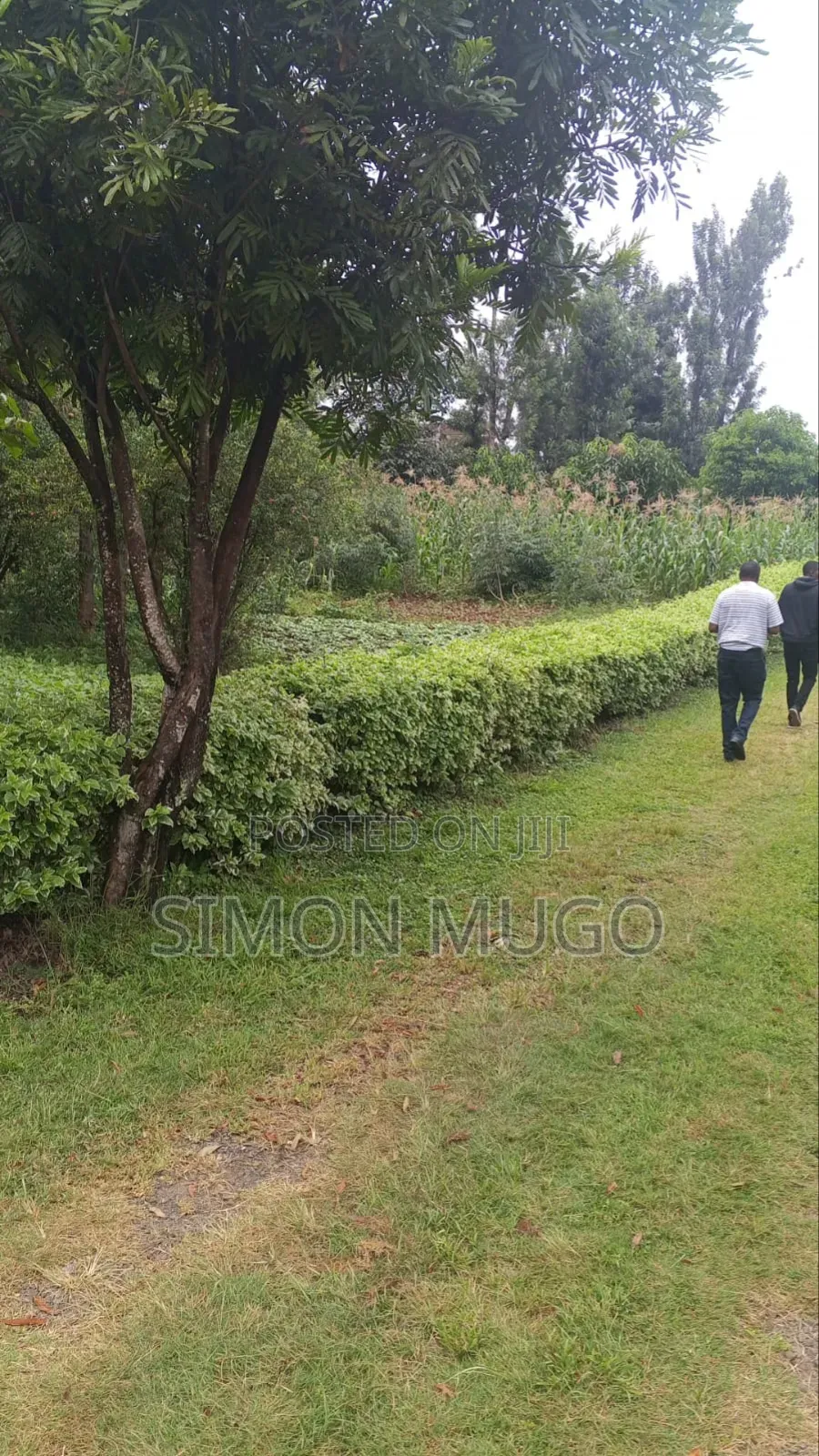 Safari Park Thome 1/2 Acre Ready Title Quick Sale 42 Millions in Thome