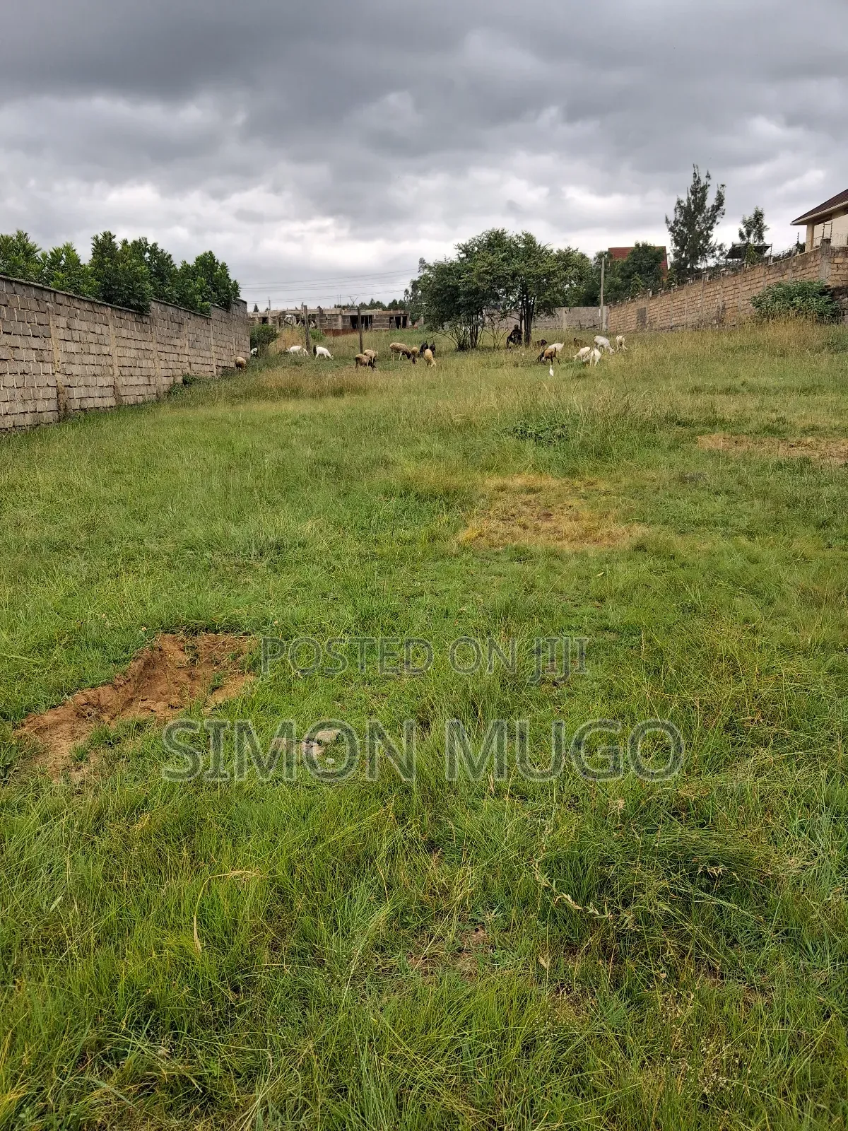 Membly Pavilion Court Well Drained Murrum Soil 1/4 Acre Ready Title in Membley Estate