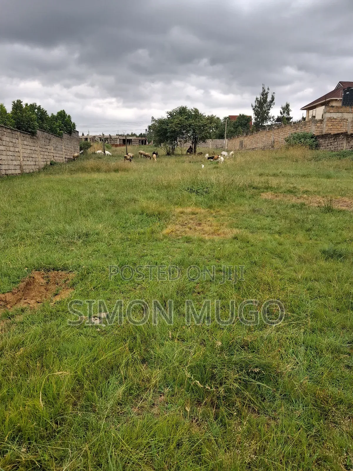 Membly Pavilion Court Well Drained Murrum Soil 1/4 Acre Ready Title in Membley Estate