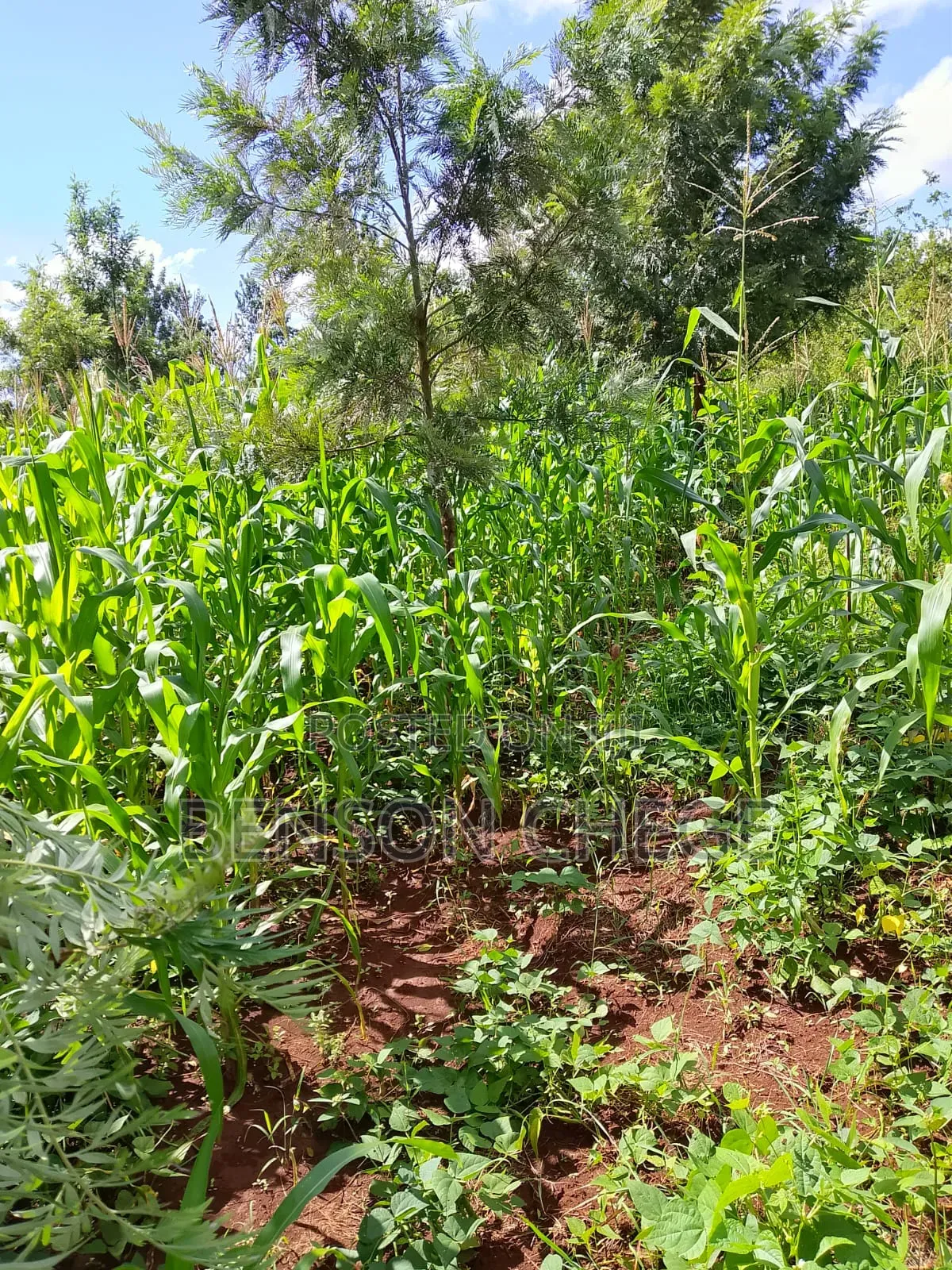 50by100plot for Sale in Kambirwa in Mbiri