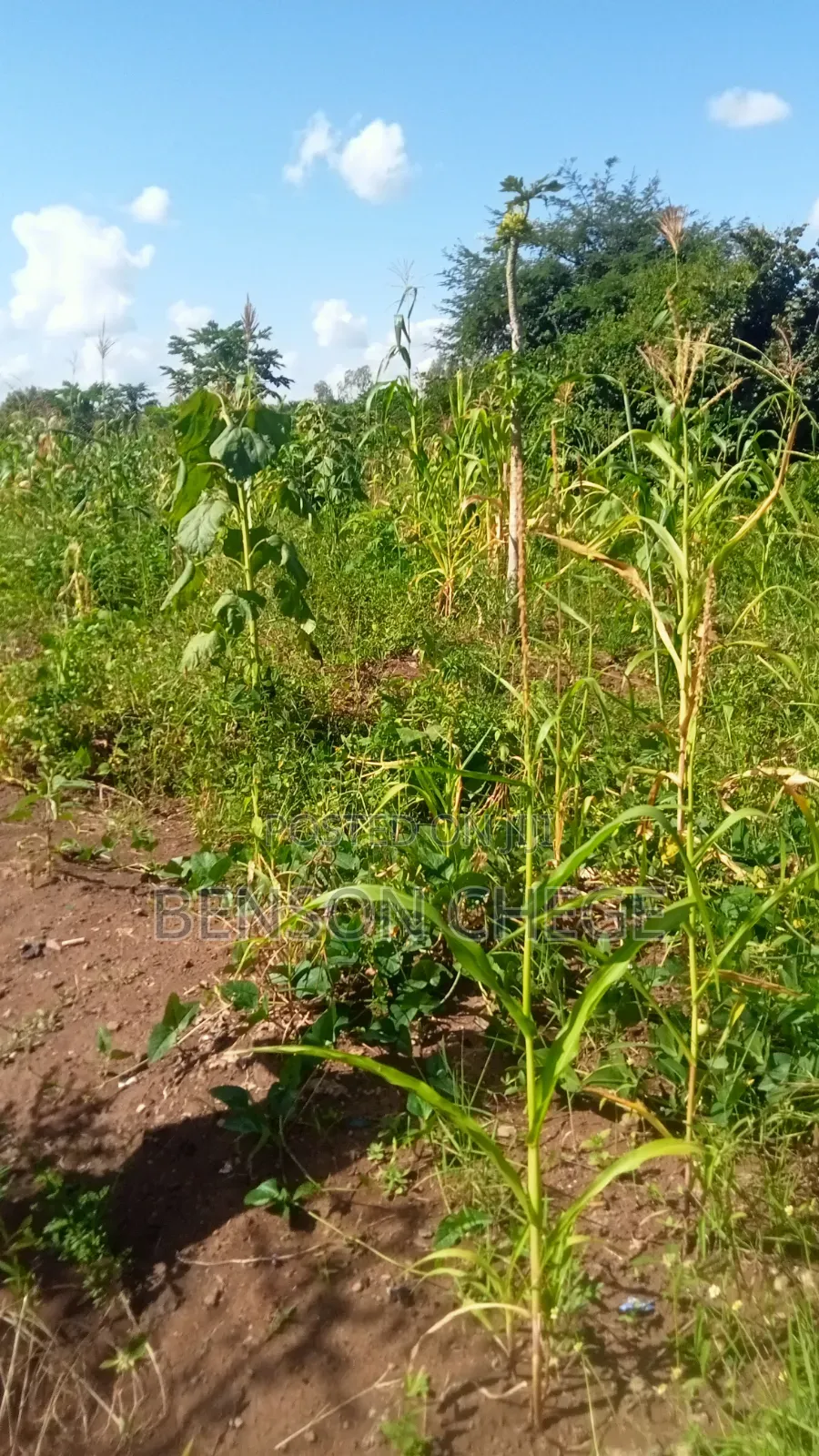 50by100plot for Sale in Kambirwa in Mbiri