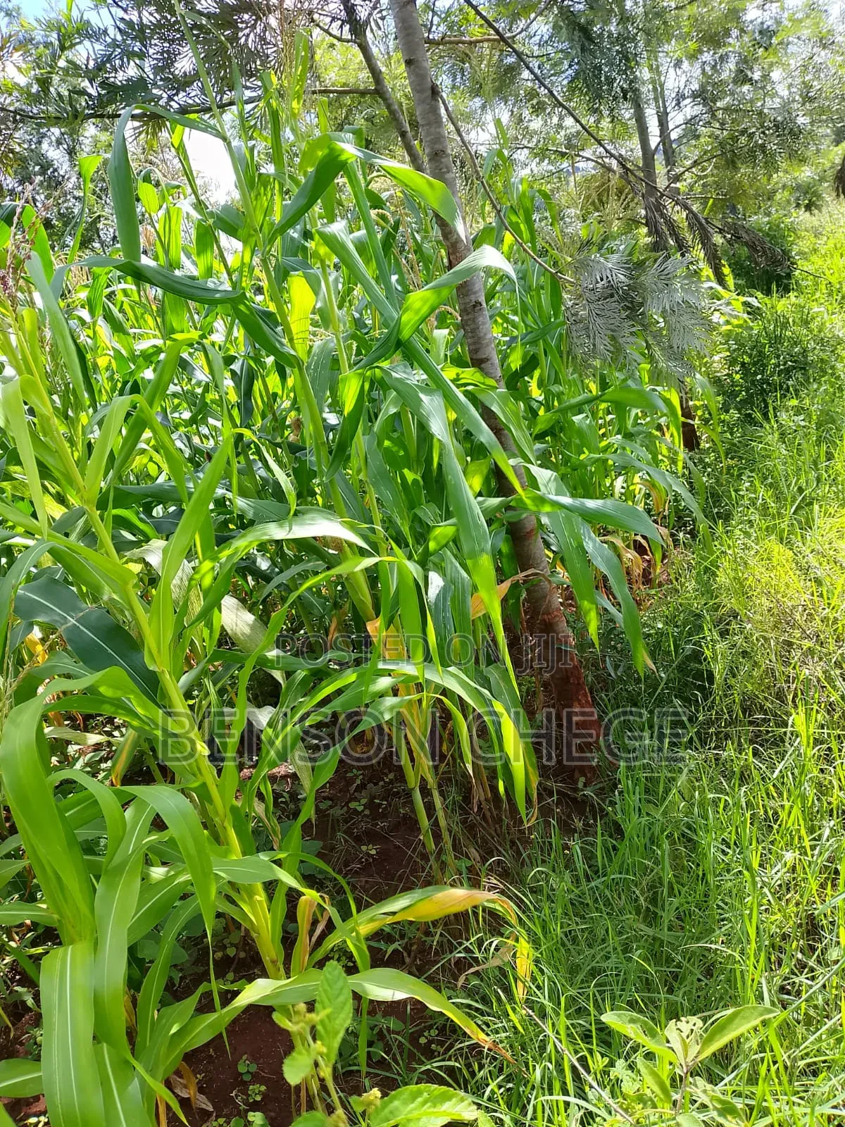 50by100plot for Sale in Kambirwa in Mbiri