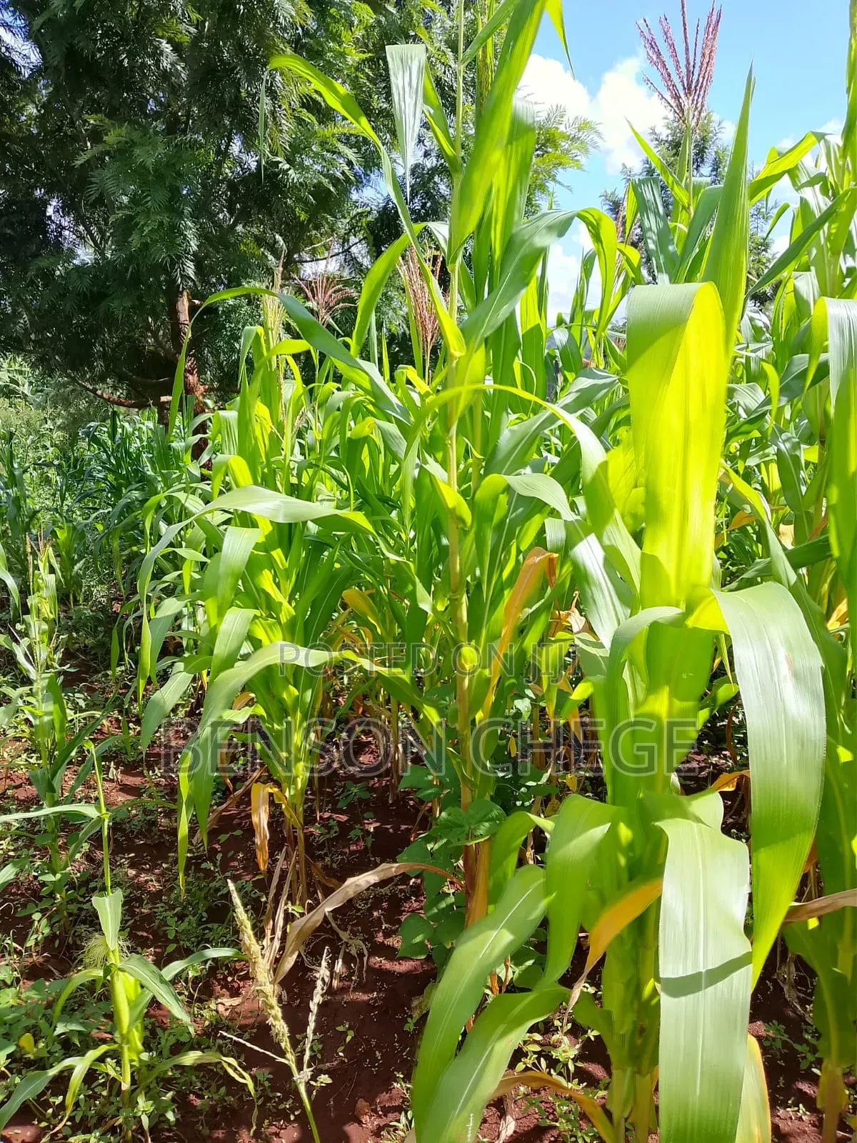 50by100plot for Sale in Kambirwa in Mbiri