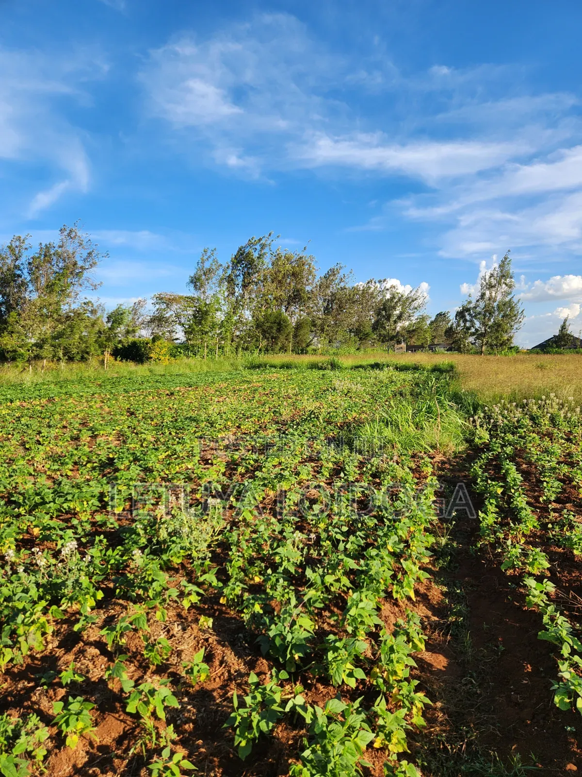 Prime 3 Acres on Sale Ngong-Kibiko in Kibiku