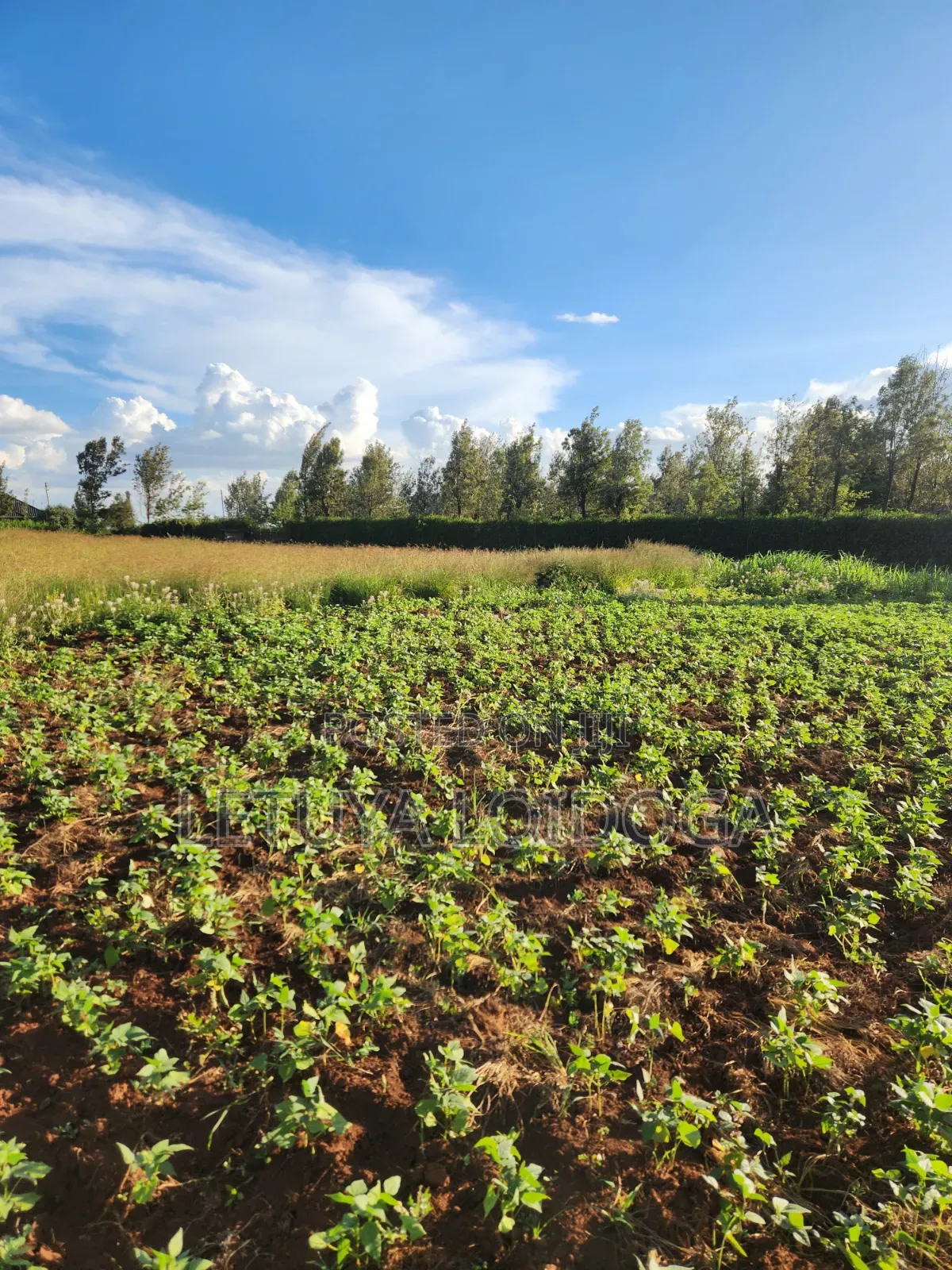 Prime 3 Acres on Sale Ngong-Kibiko in Kibiku