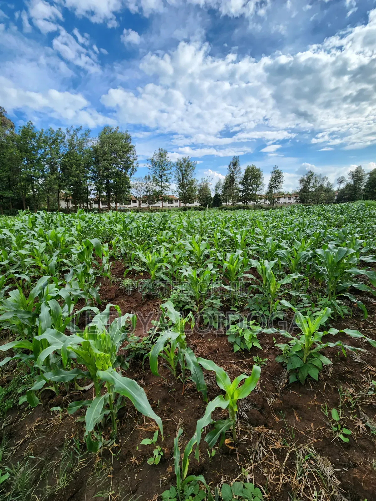 Beautiful 2 Acres Ngong-Kibiko(Chavara) in Kibiku