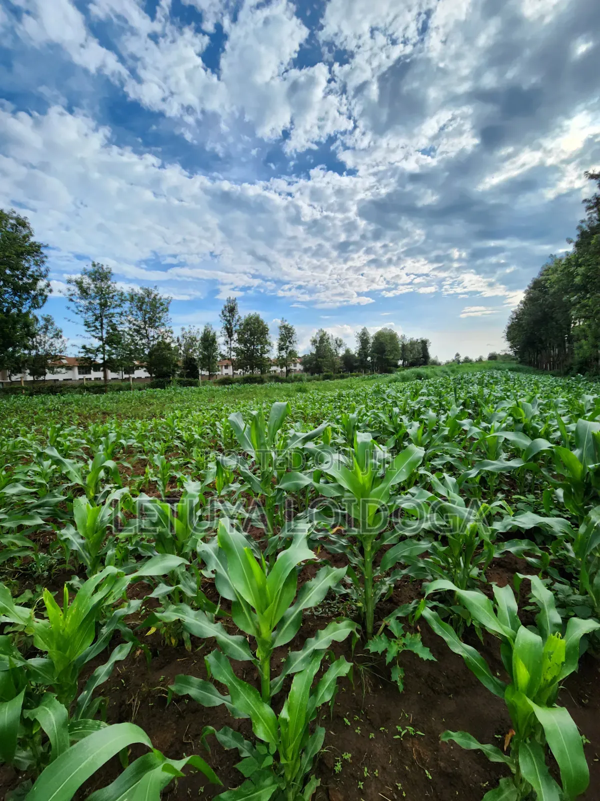 Beautiful 2 Acres Ngong-Kibiko(Chavara) in Kibiku