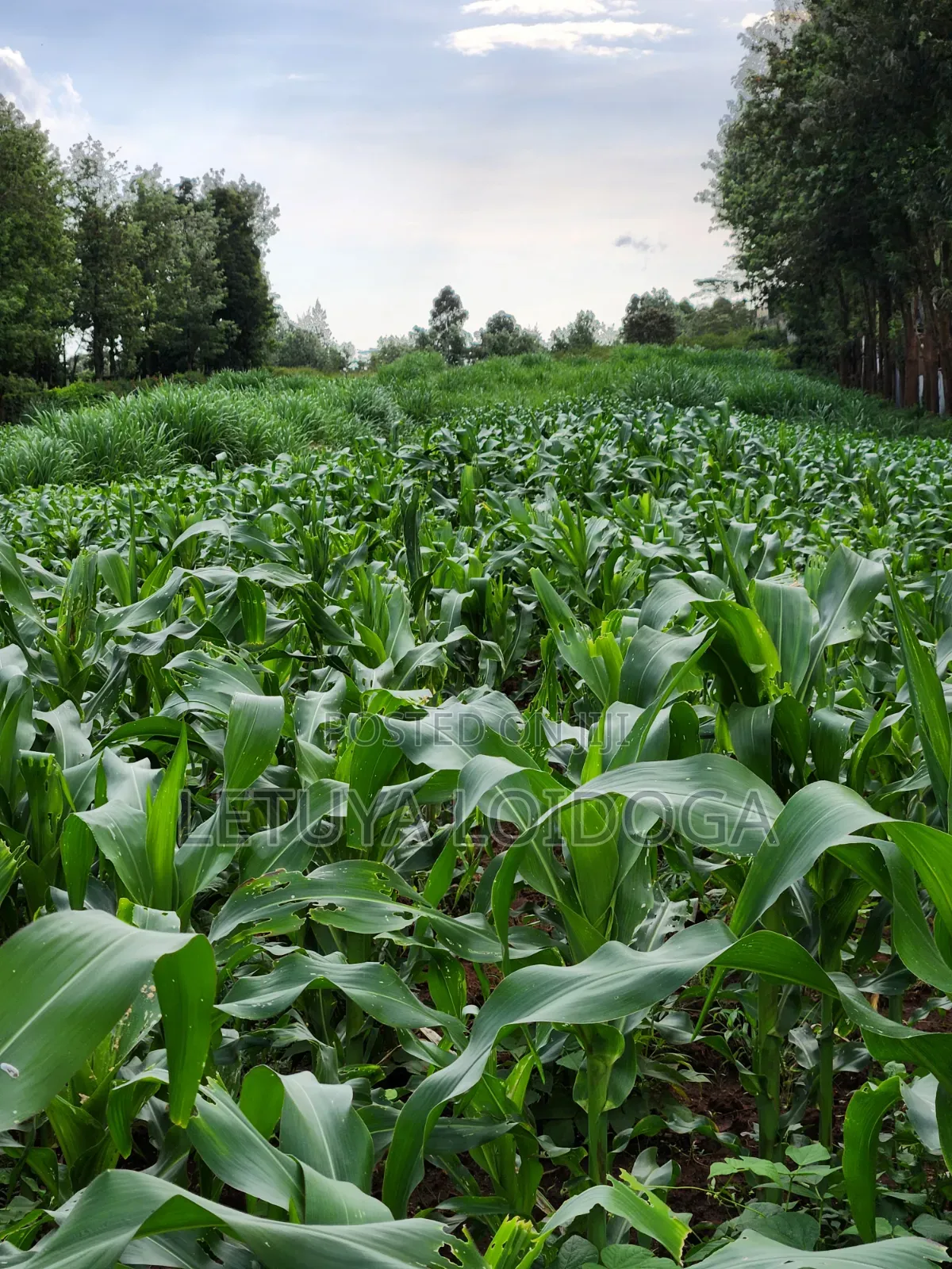 Beautiful 2 Acres Ngong-Kibiko(Chavara) in Kibiku