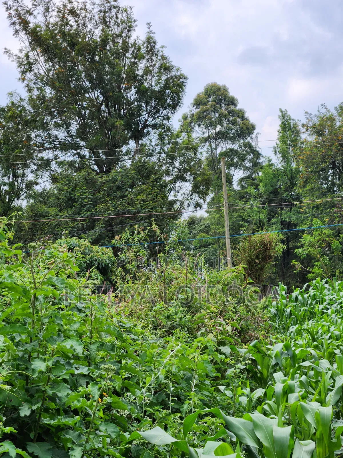 A Prime 1⁄2 Acre Ngong Lemiso Road in Ngong CBD