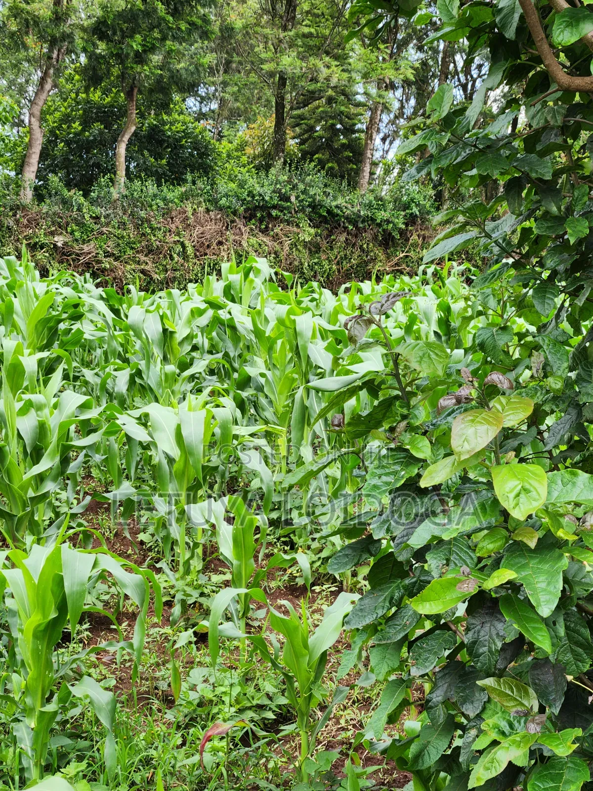 A Prime 1⁄2 Acre Ngong Lemiso Road in Ngong CBD