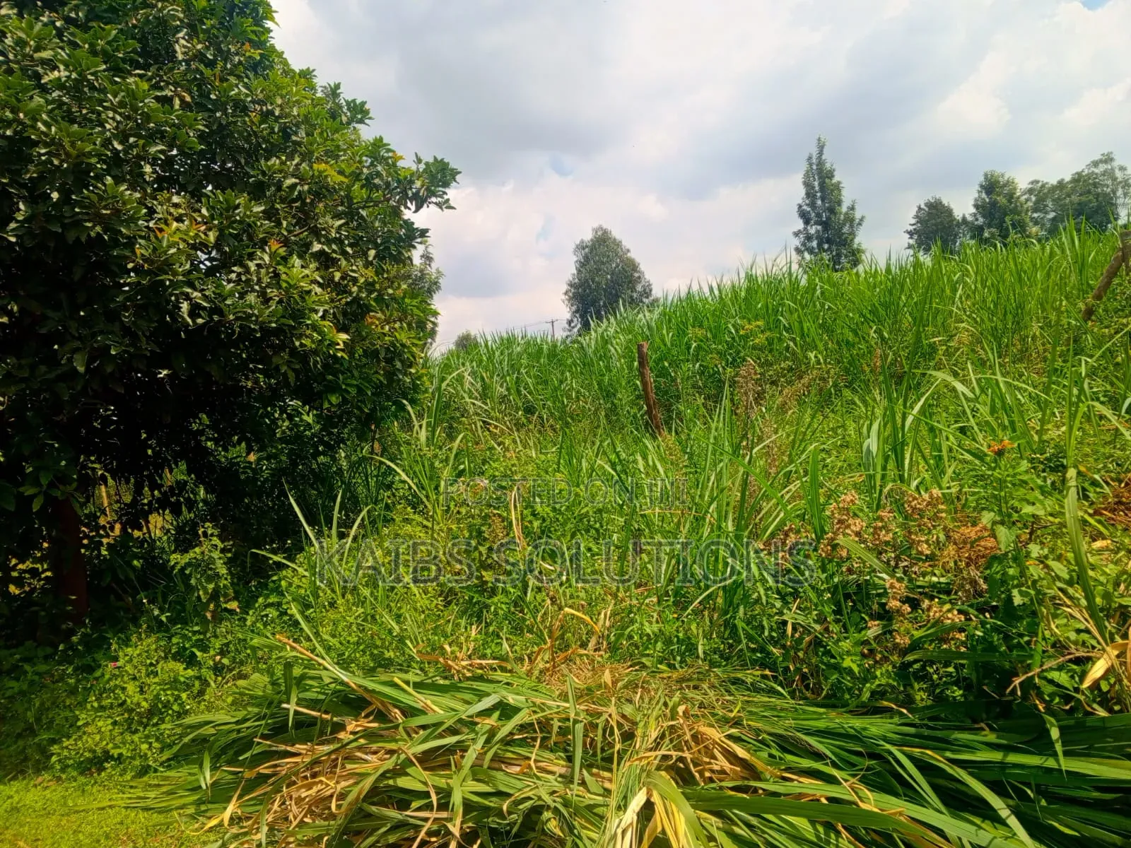 Muthacha Mwongoiya Prime Plot,5.8 in Muchatha