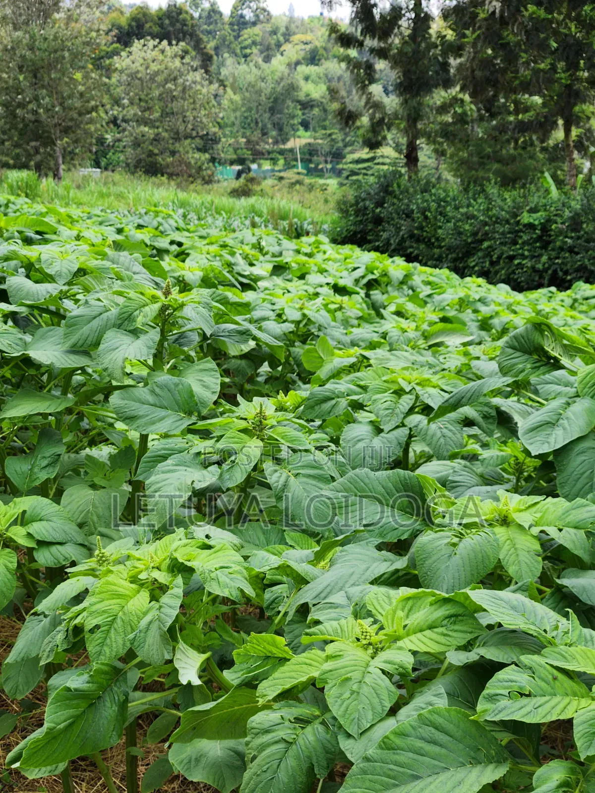 1⁄4 Acre Ngong-Lemiso Road (Silicon Valley) in Ngong CBD