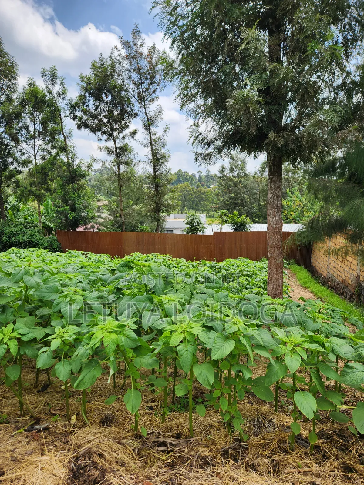 1⁄4 Acre Ngong-Lemiso Road (Silicon Valley) in Ngong CBD