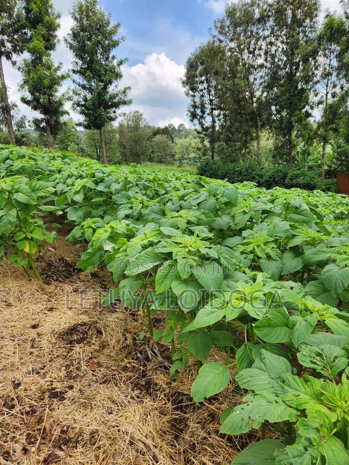 1⁄4 Acre Ngong-Lemiso Road (Silicon Valley) in Ngong CBD