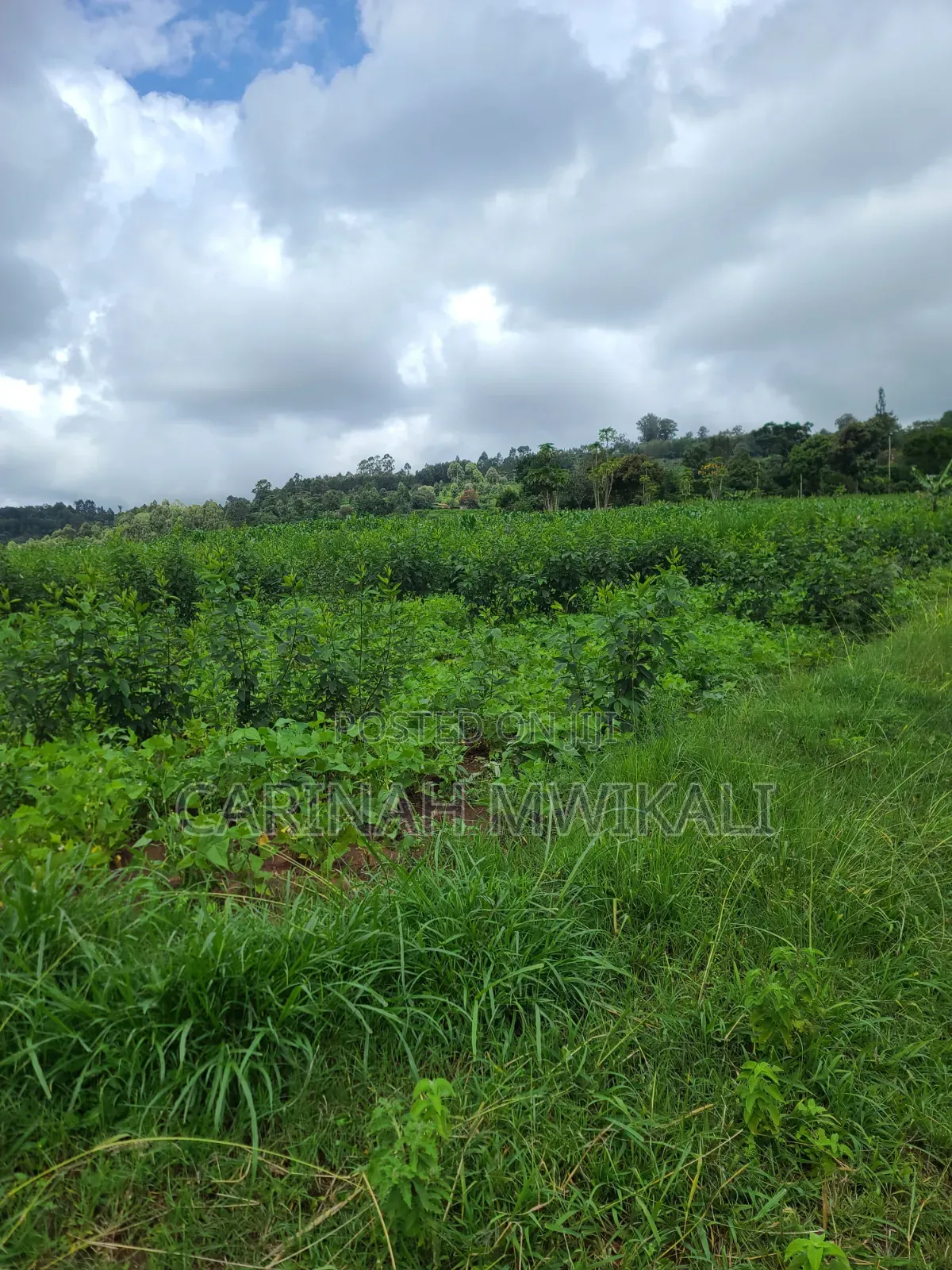 Mua Hills an Acre From as Low as 4.5m in Mua