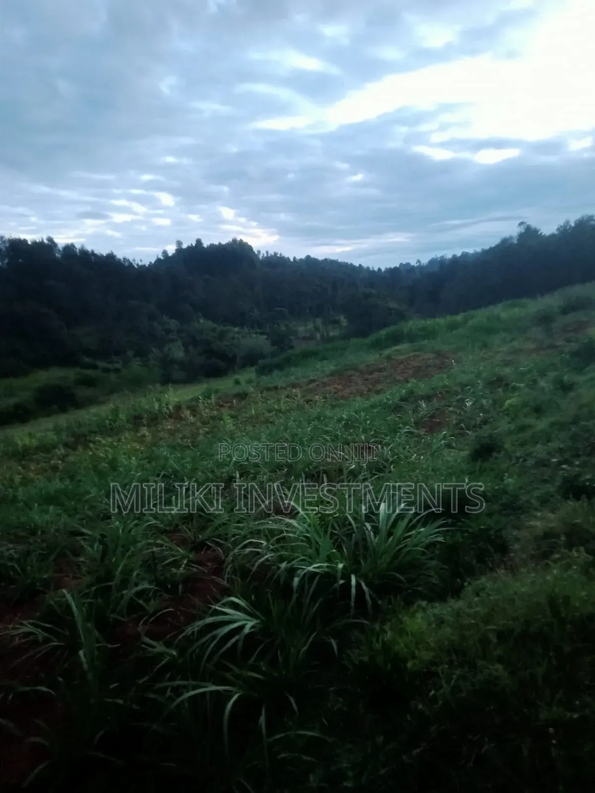 4 Acres on Sale-Kiharu in Gitugi