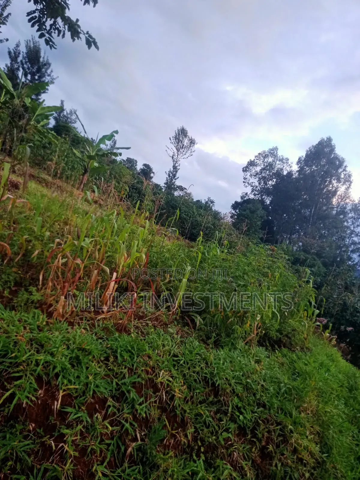 2.4 Acres on Sale at Mukangu-Kiharu in Gitugi