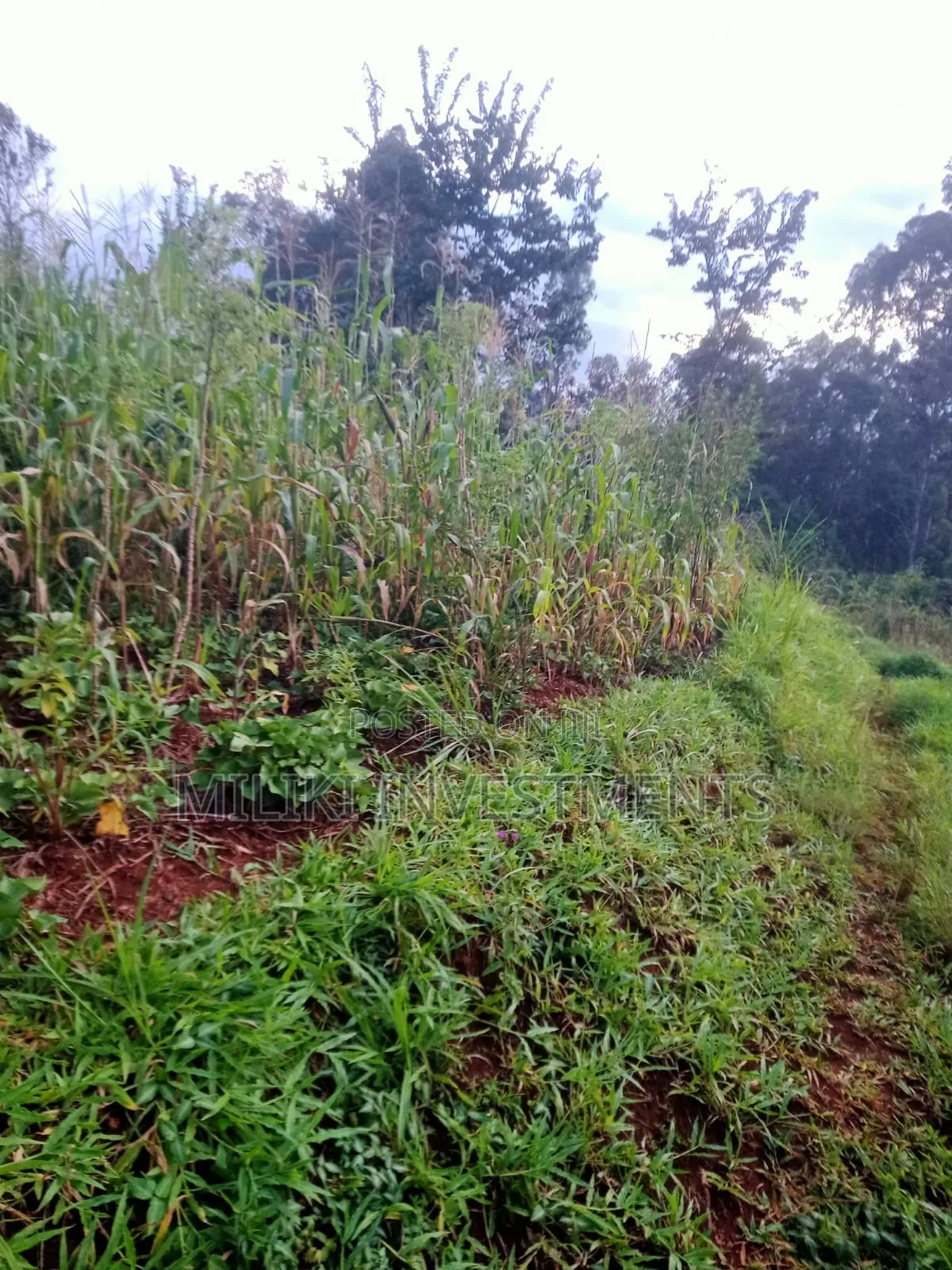 2.4 Acres on Sale at Mukangu-Kiharu in Gitugi
