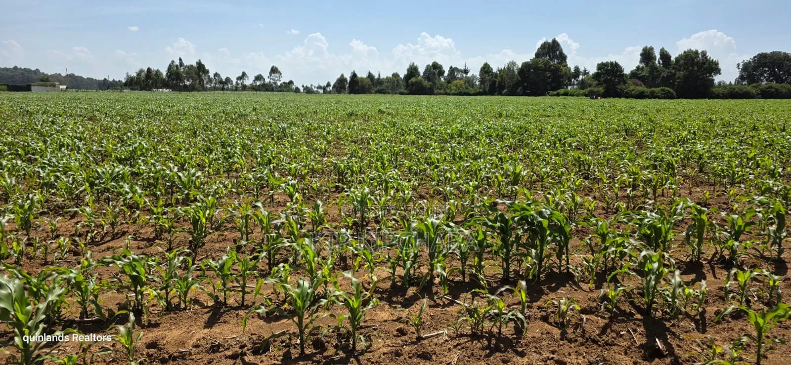 5 Acres for Sale in Illuoa Eldoret in Illula