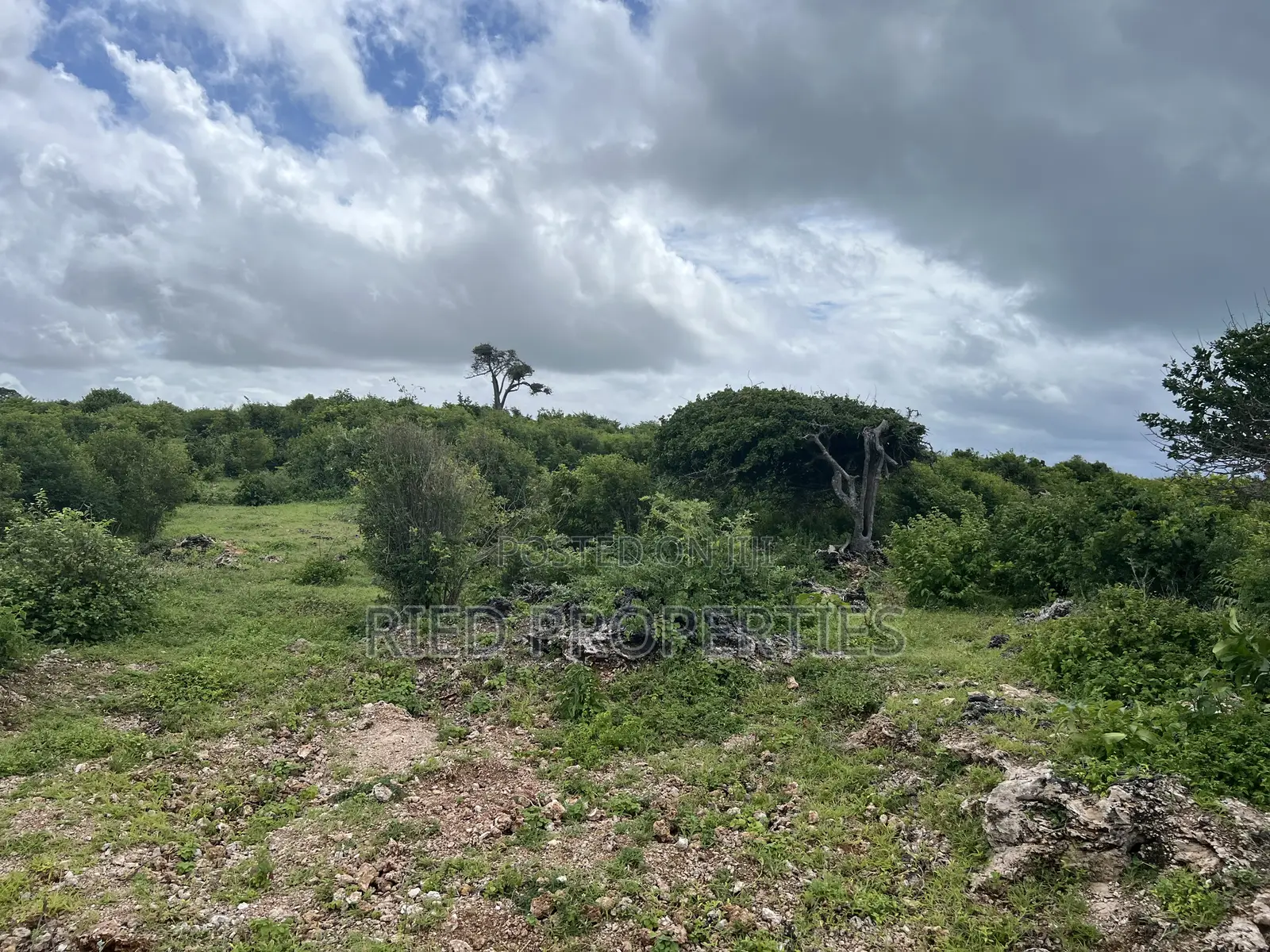 Two 1/2 Acre Beachplots in Malindi Kilifi for Sale in Town Centre