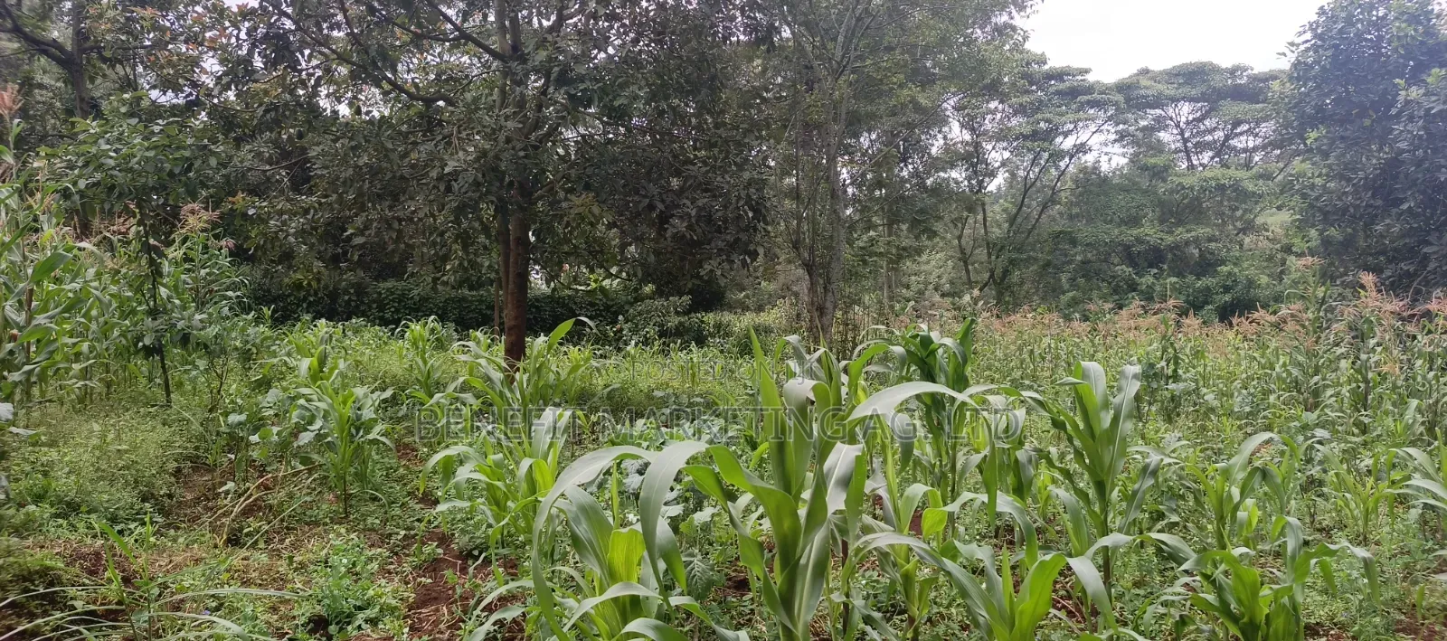 Ngong Plot for Sale (50*100) Upper Matasia in Ngong CBD