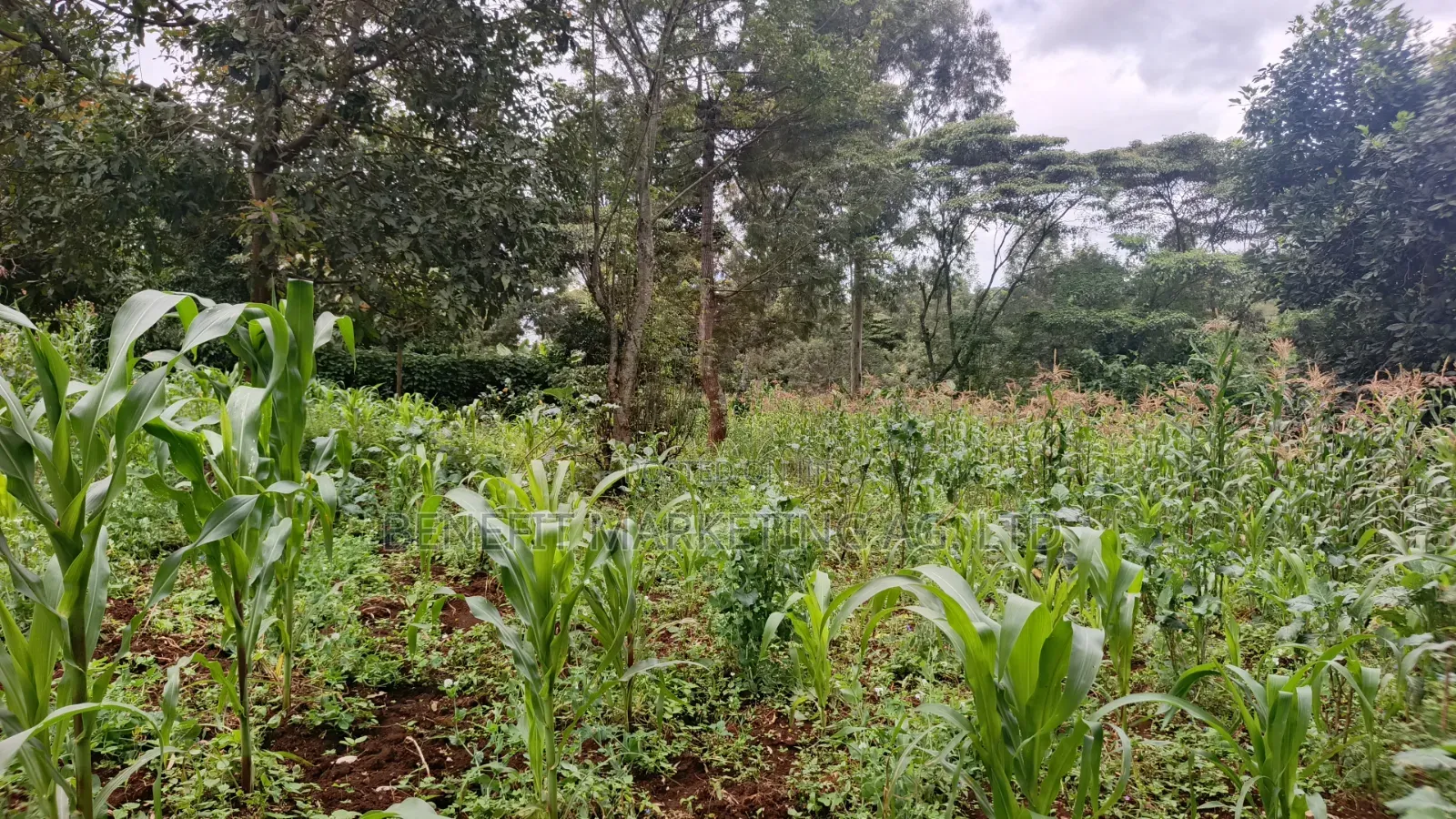 Ngong Plot for Sale (50*100) Upper Matasia in Ngong CBD