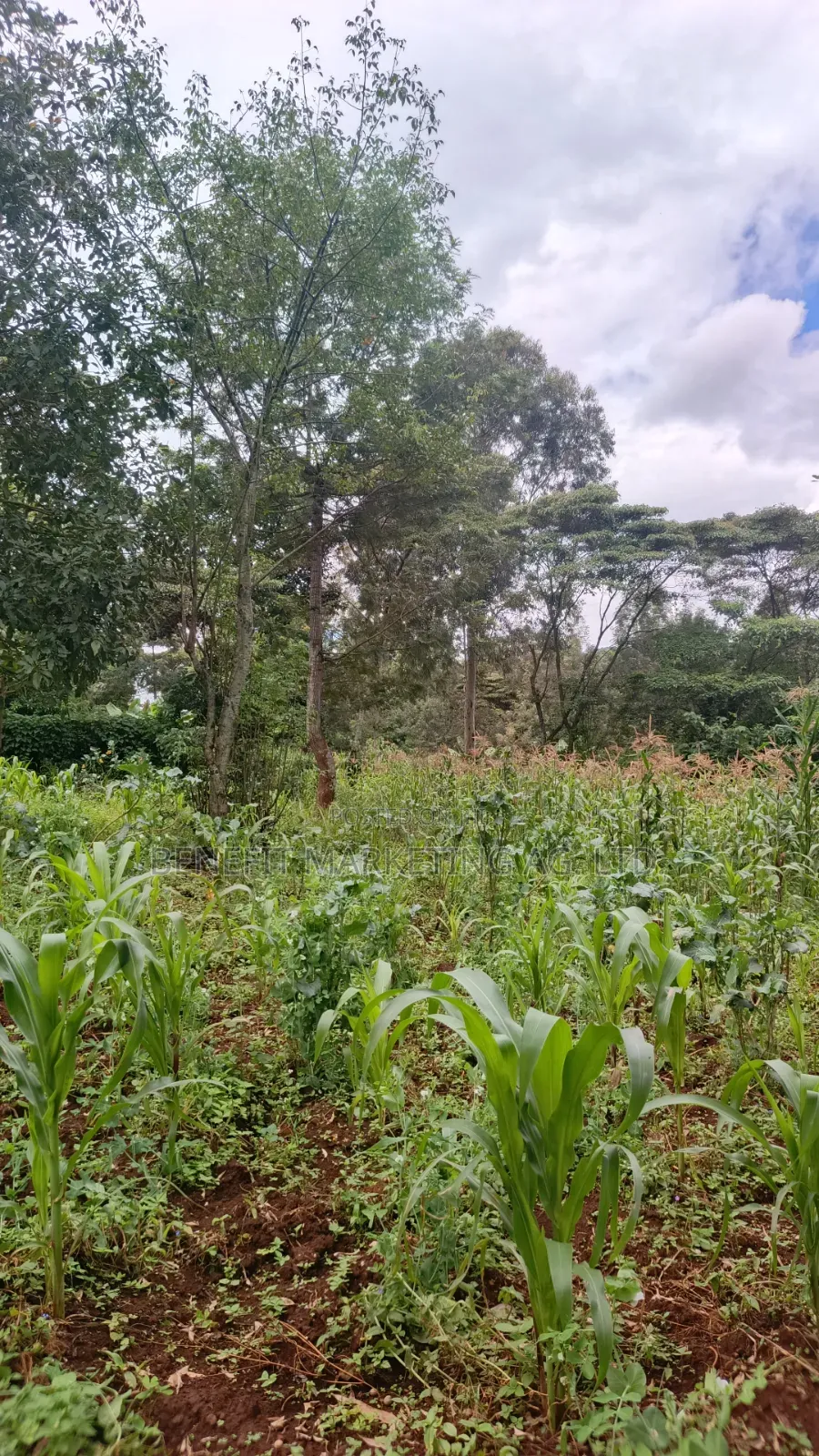 Ngong Plot for Sale (50*100) Upper Matasia in Ngong CBD
