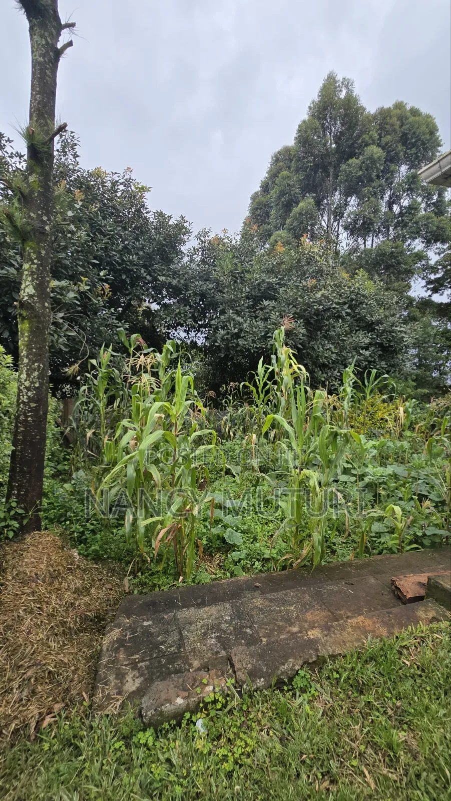 3bdrm Bungalow in Kasphat, Banana for rent in Banana