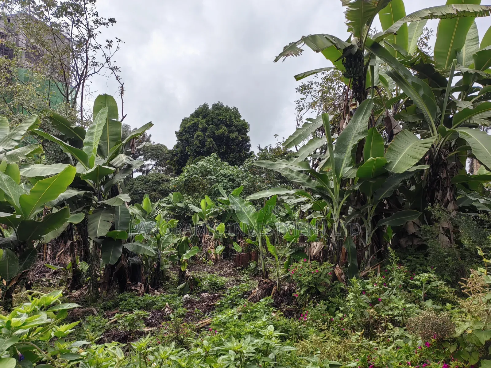 Half Acre For Sale In Kibichiko Mwimuto Kiambu County. in Kitisuru
