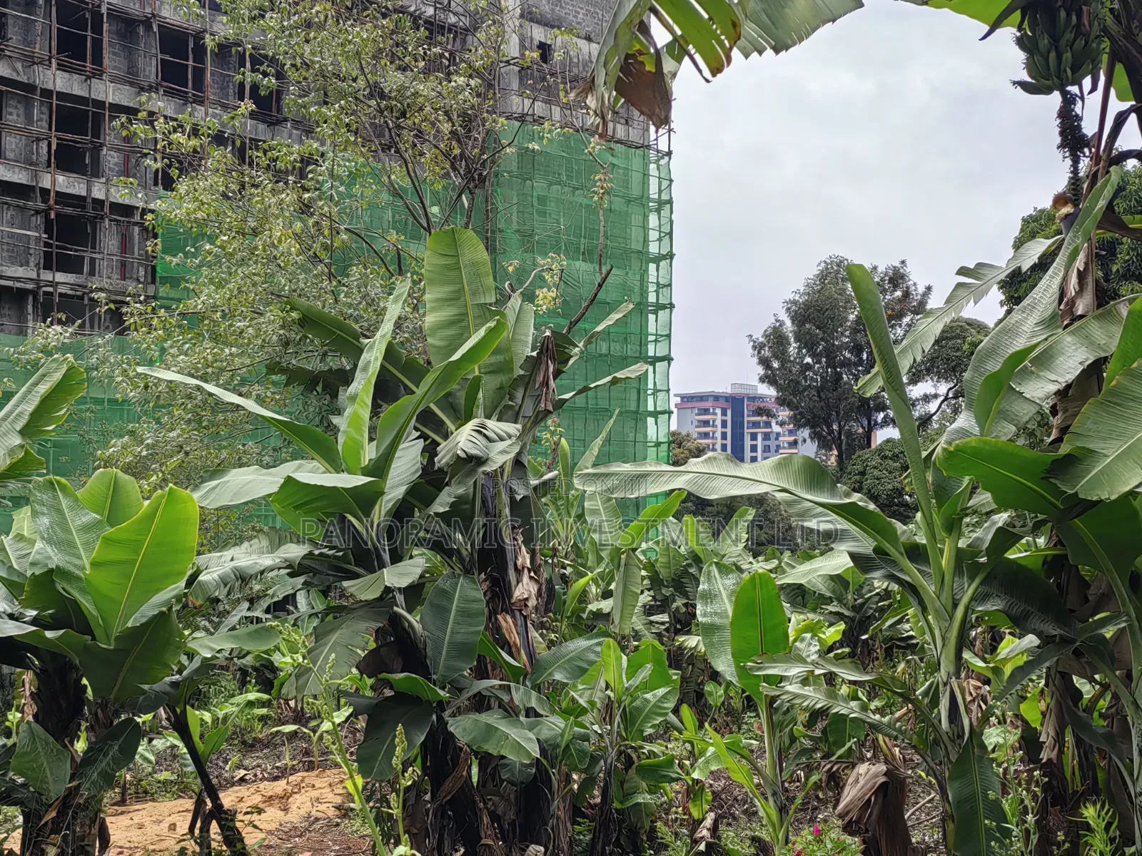 Half Acre For Sale In Kibichiko Mwimuto Kiambu County. in Kitisuru