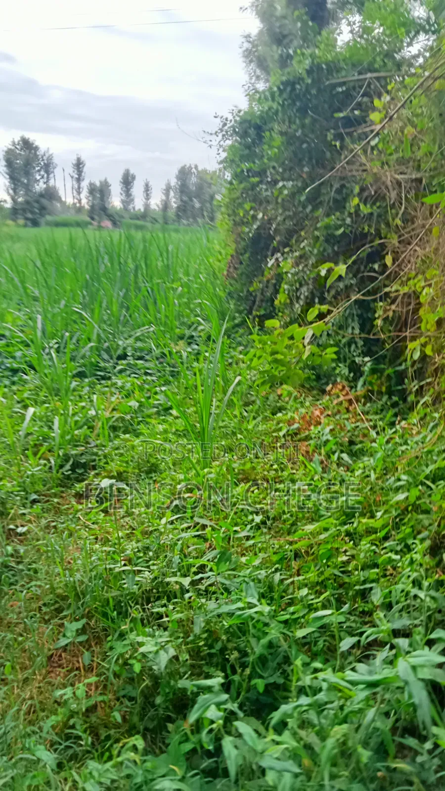 3acre Land for Sale Near Maragua Town in Ichagaki