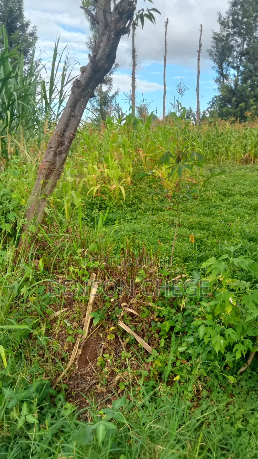 3acre Land for Sale Near Maragua Town in Ichagaki